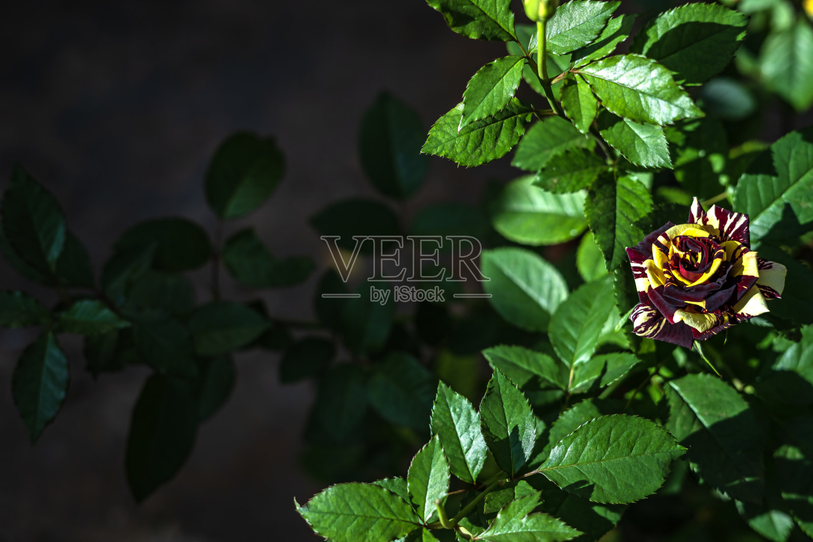 黄色和紫色的玫瑰。浪漫。为情人节设计的自然概念。照片摄影图片