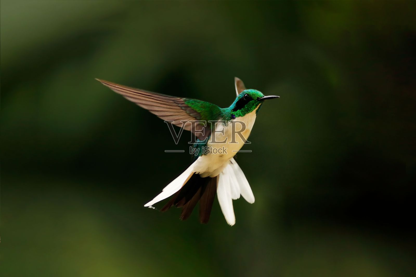 黑耳仙子(heliothryx auritus)的选择性聚焦镜头照片摄影图片