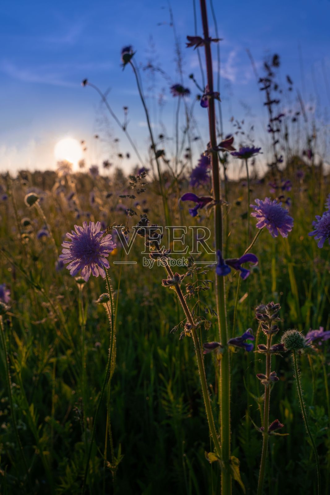 垂直拍摄的紫色野花在田野与蓝色的天空背景照片摄影图片
