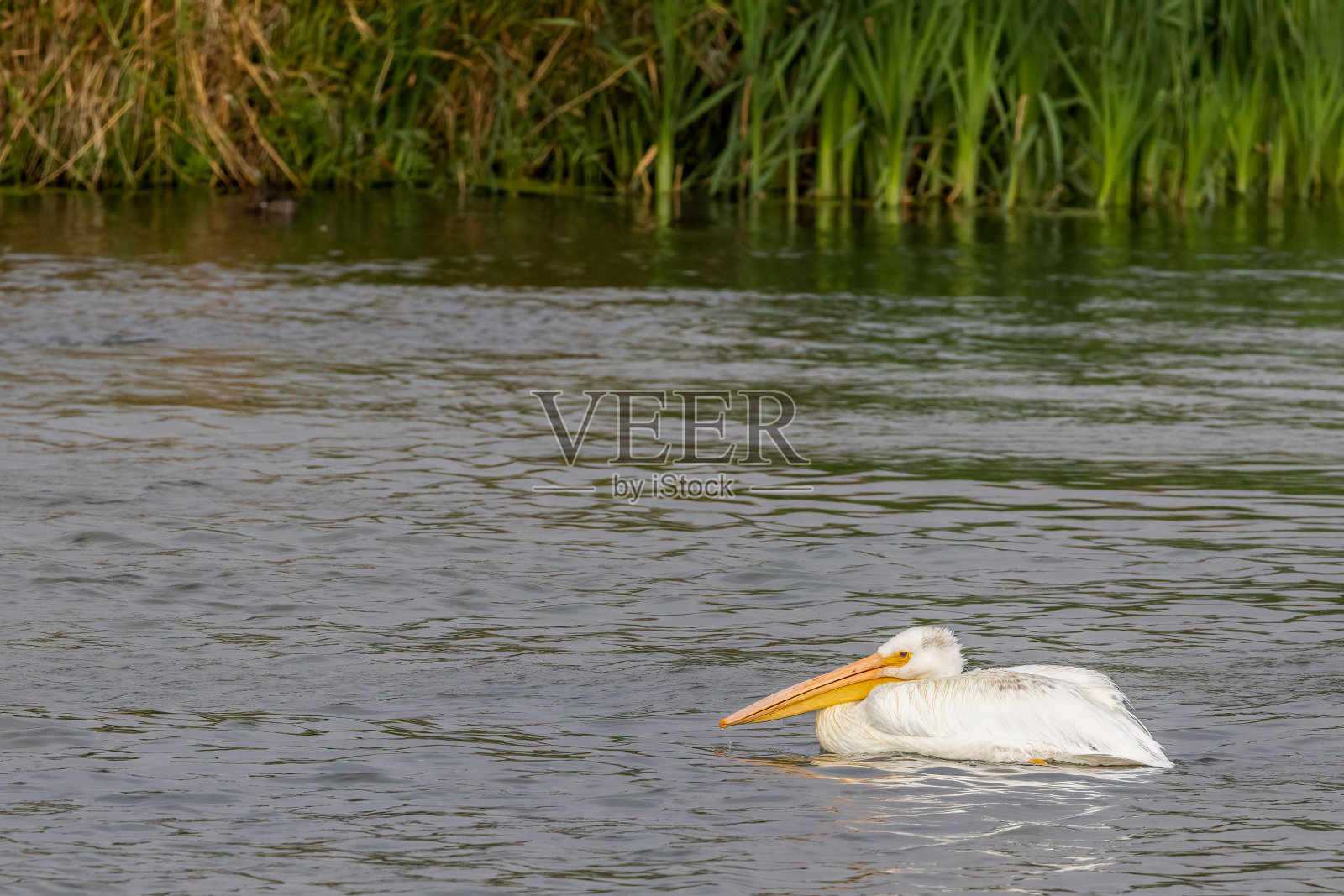 可爱的美国白鹈鹕游泳在一个湖在白天照片摄影图片