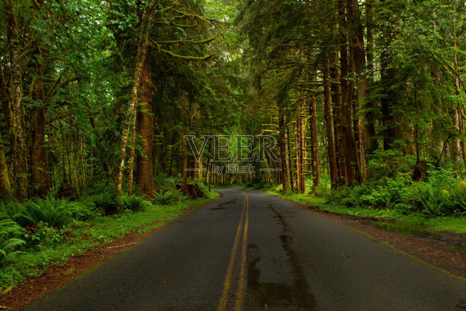通往Hoh雨林的道路两旁树木成行。华盛顿西部半岛上的国家公园照片摄影图片
