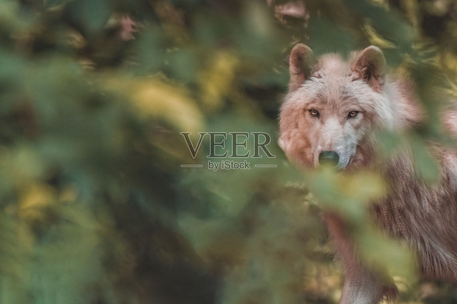 森林里发现一只棕色的狼照片摄影图片