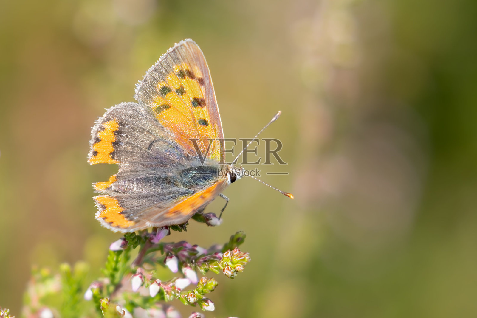春天的橙蝴蝶照片摄影图片