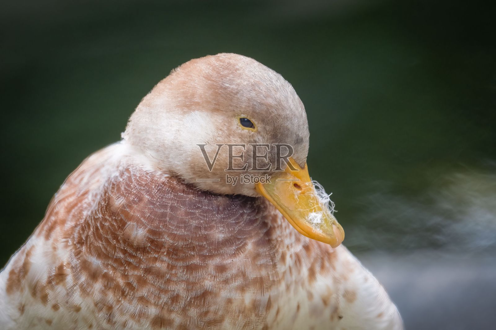 特写肖像的一个可爱的棕色毛茸茸的鸭子在湖边模糊的背景照片摄影图片