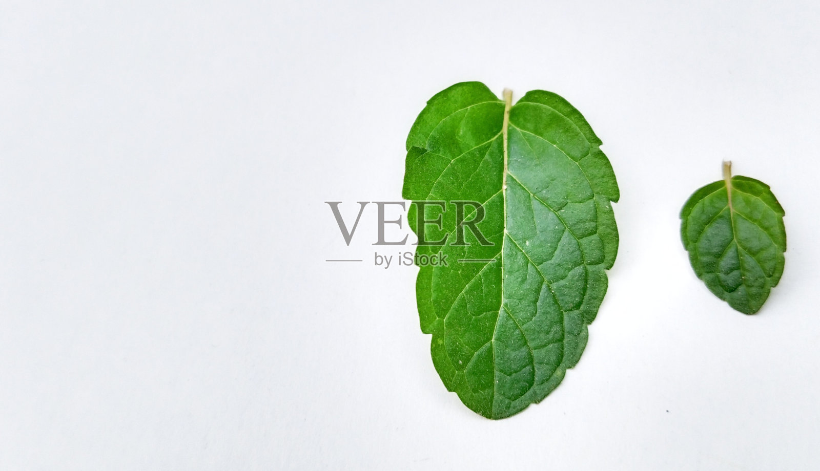 大小薄荷叶孤立在白色背景上。复制空间，放置你的文字照片摄影图片