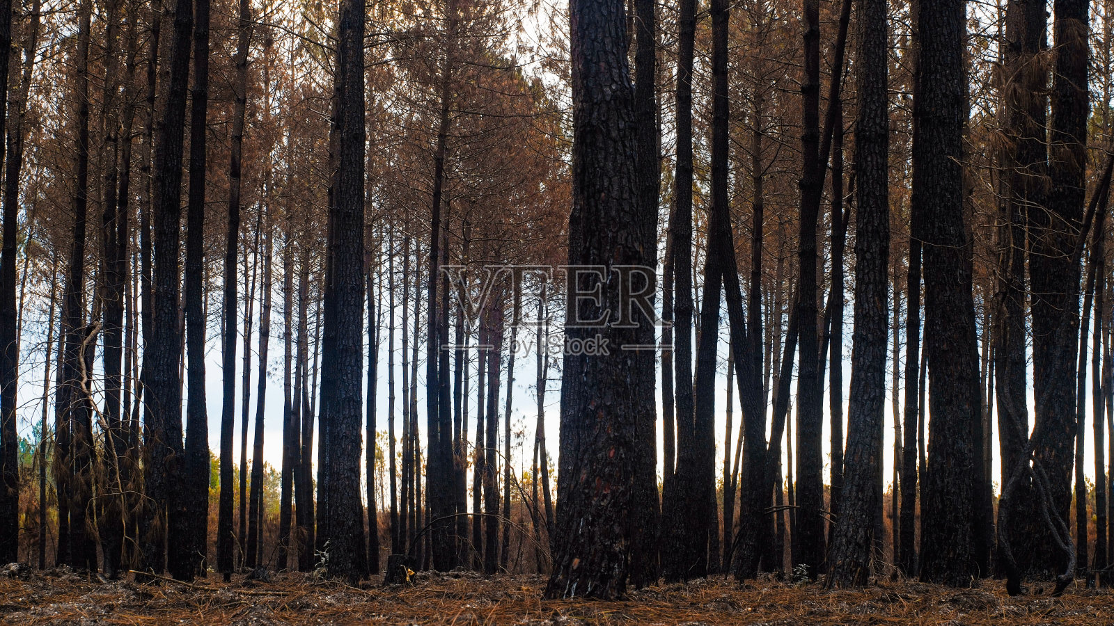 吉伦特的森林被烧毁照片摄影图片