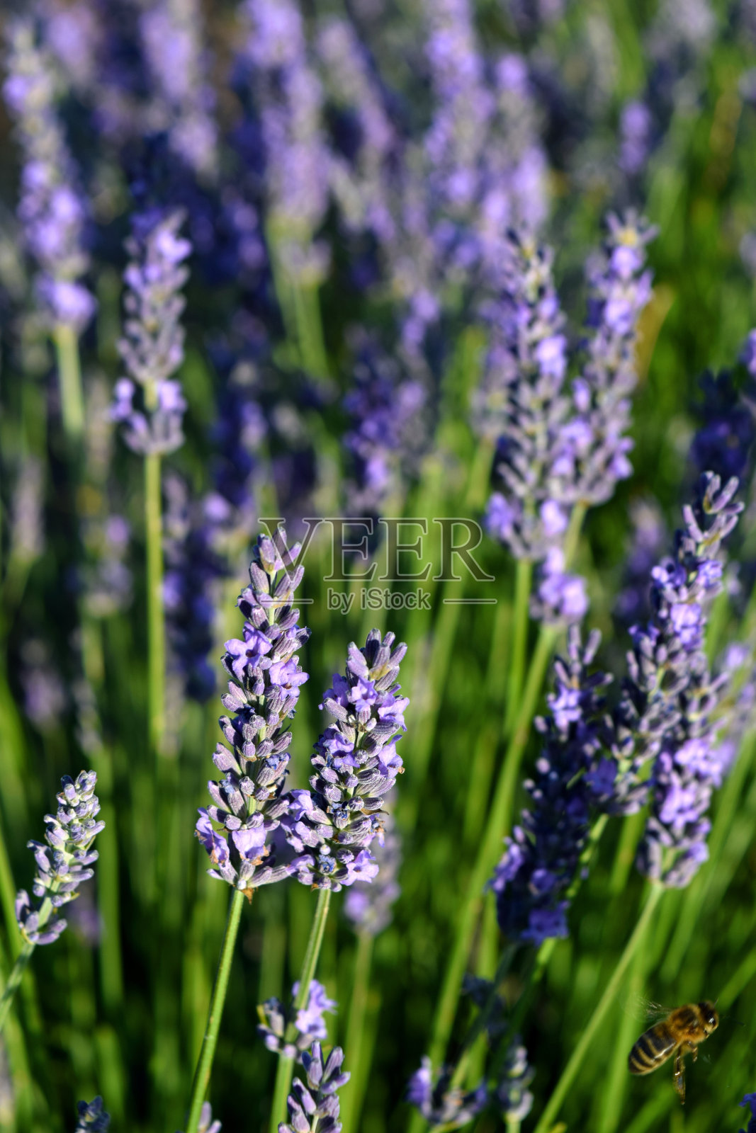 薰衣草照片摄影图片