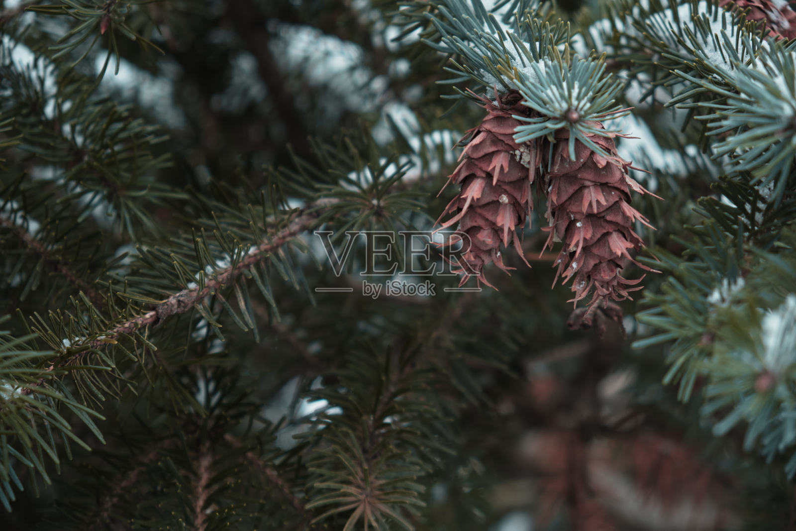 云杉枝松果圣诞树照片摄影图片