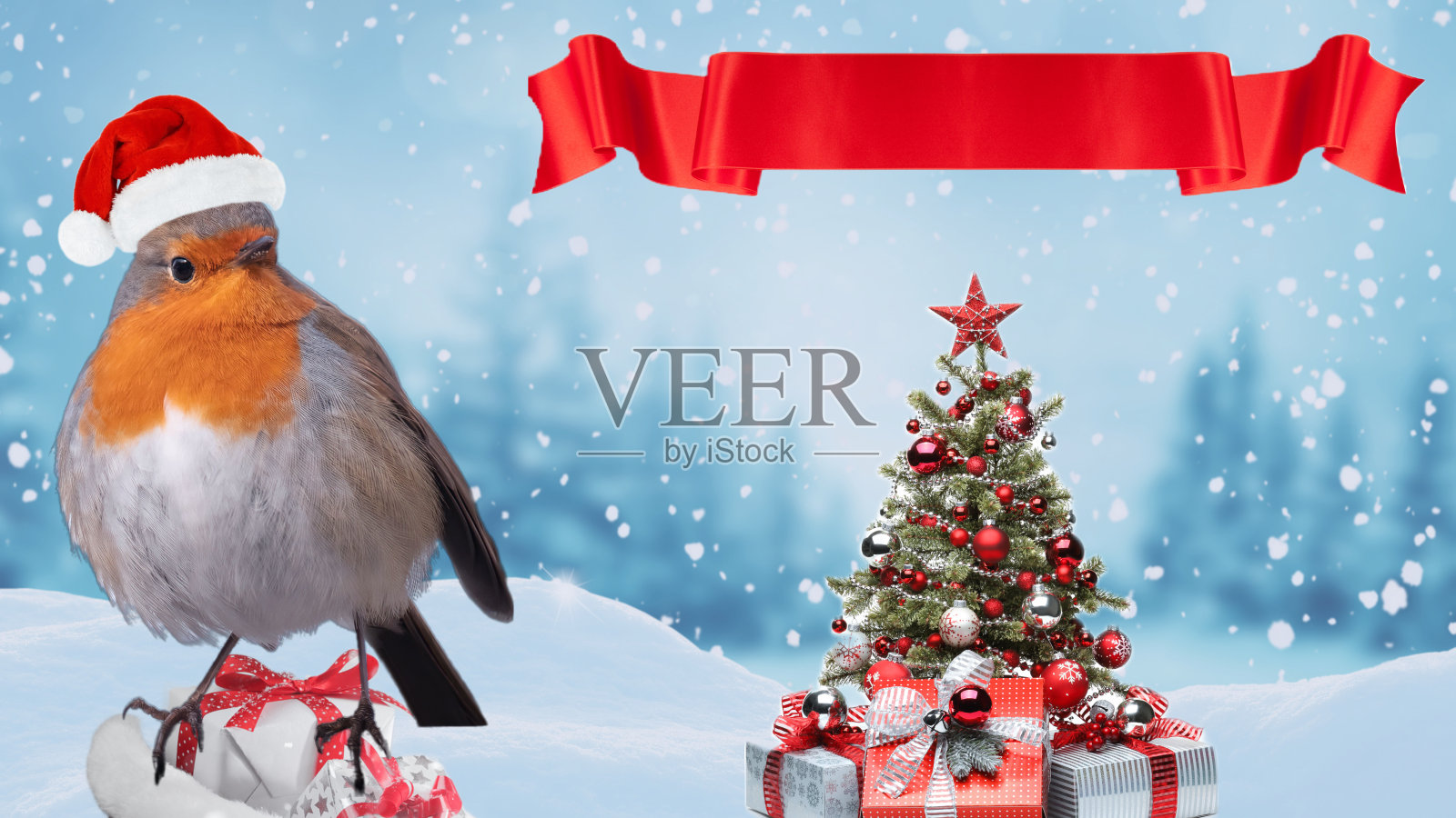 圣诞节庆祝知更鸟照片摄影图片