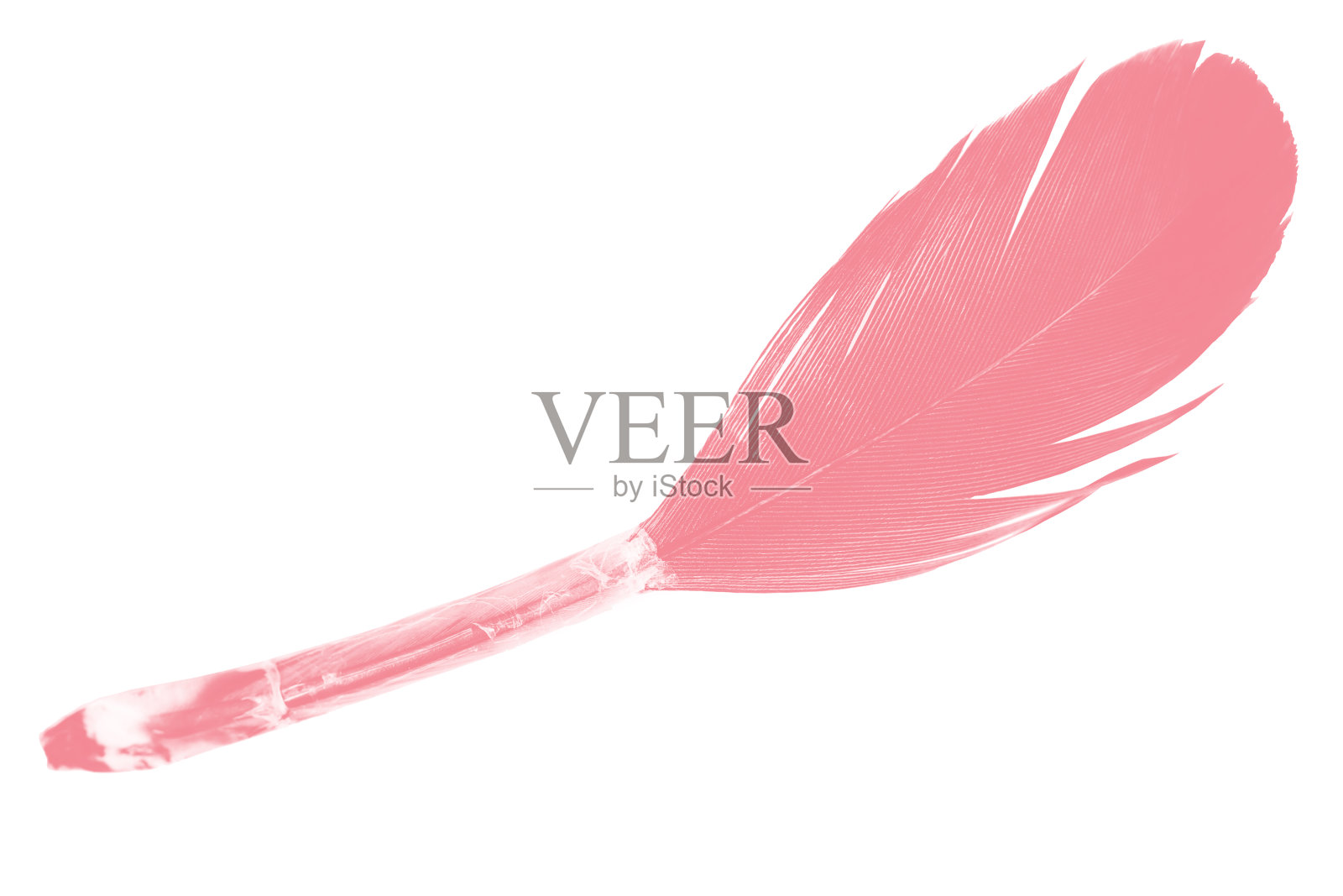 粉红色羽毛孤立在白色背景上照片摄影图片