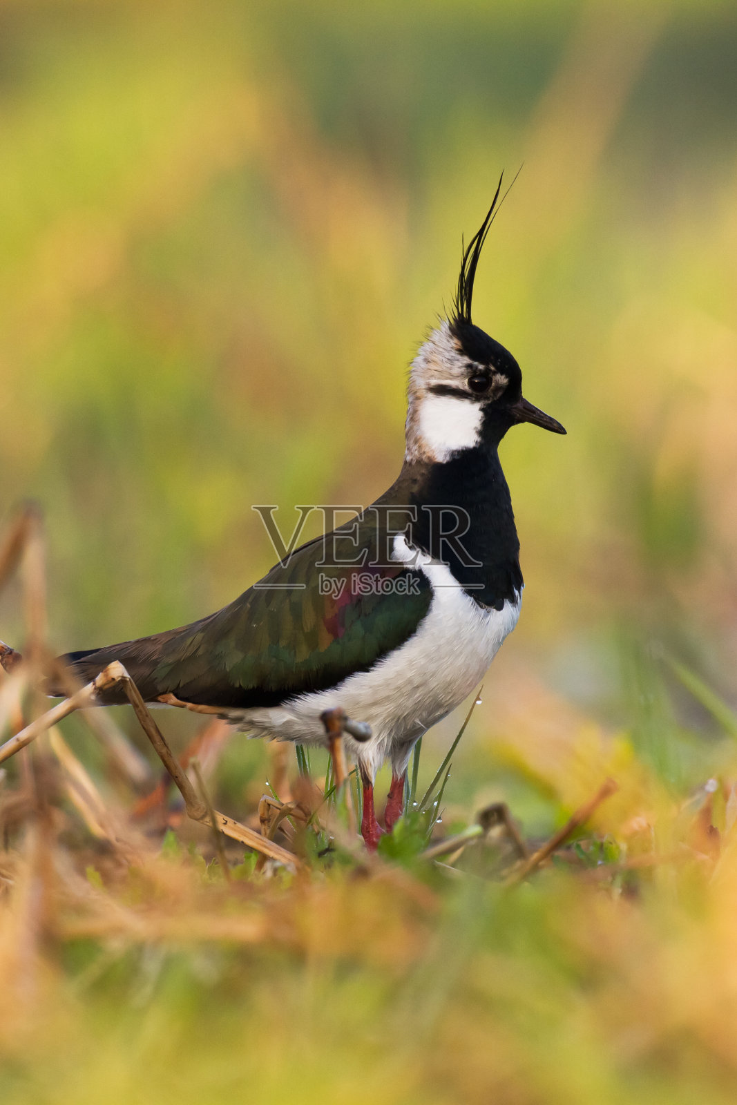 涉水鸟——田凫，欧洲波兰的春天照片摄影图片