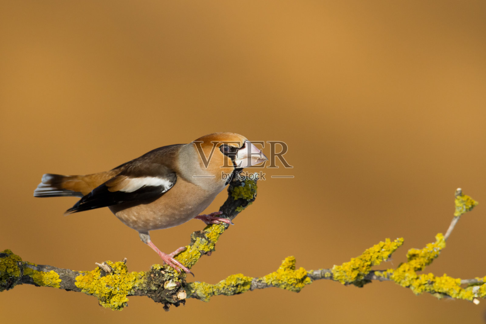 鸟-山雀坐在树枝上的山雀，野生动物波兰欧洲照片摄影图片