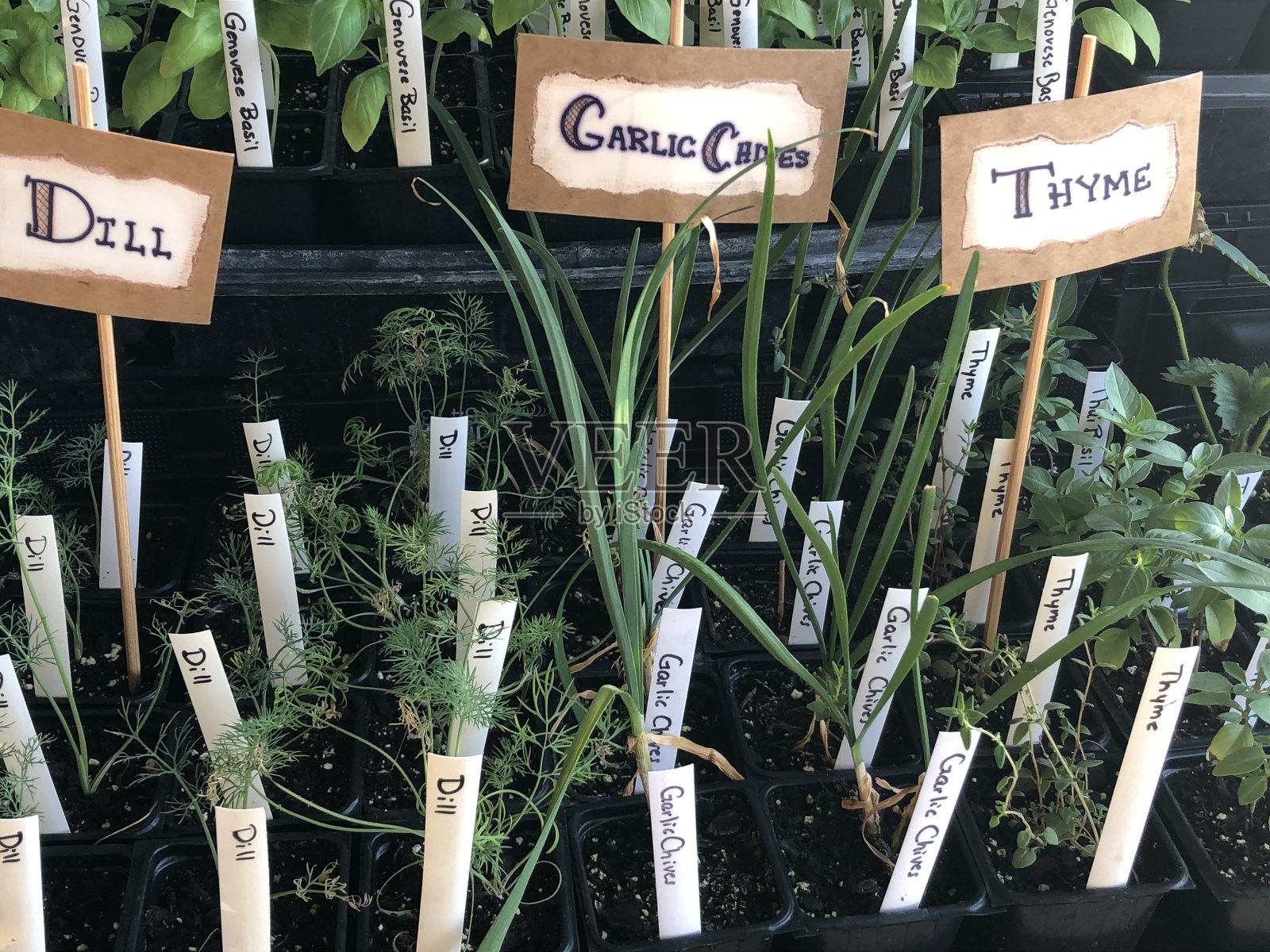 市场草药照片摄影图片