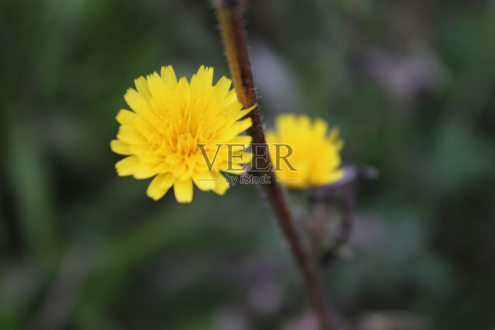 花照片摄影图片