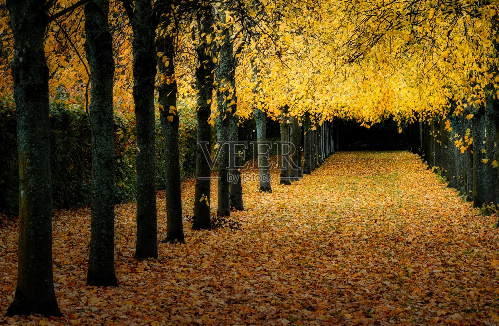 秋叶照片摄影图片