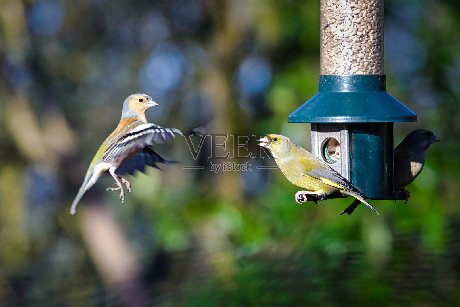 喂鸟器对抗照片摄影图片