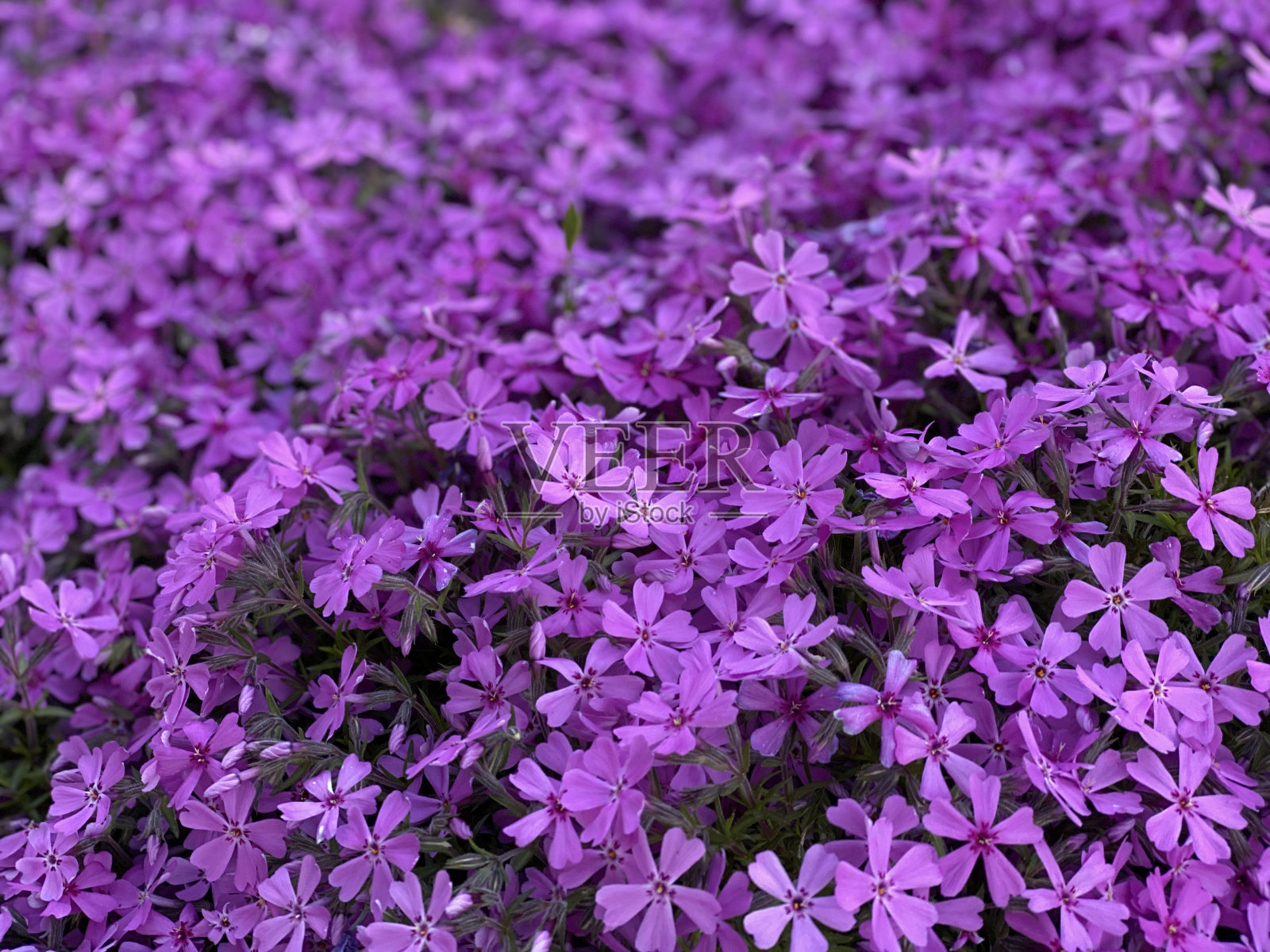 紫色的花照片摄影图片