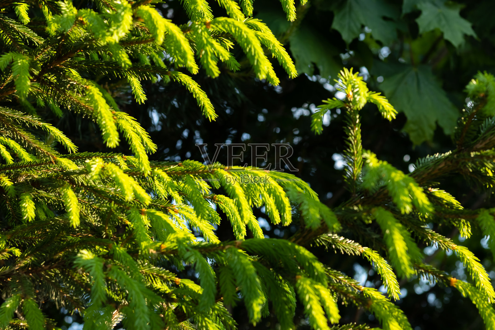 在一个阳光明媚的圣诞节，一棵年轻的绿色云杉的背景照片摄影图片