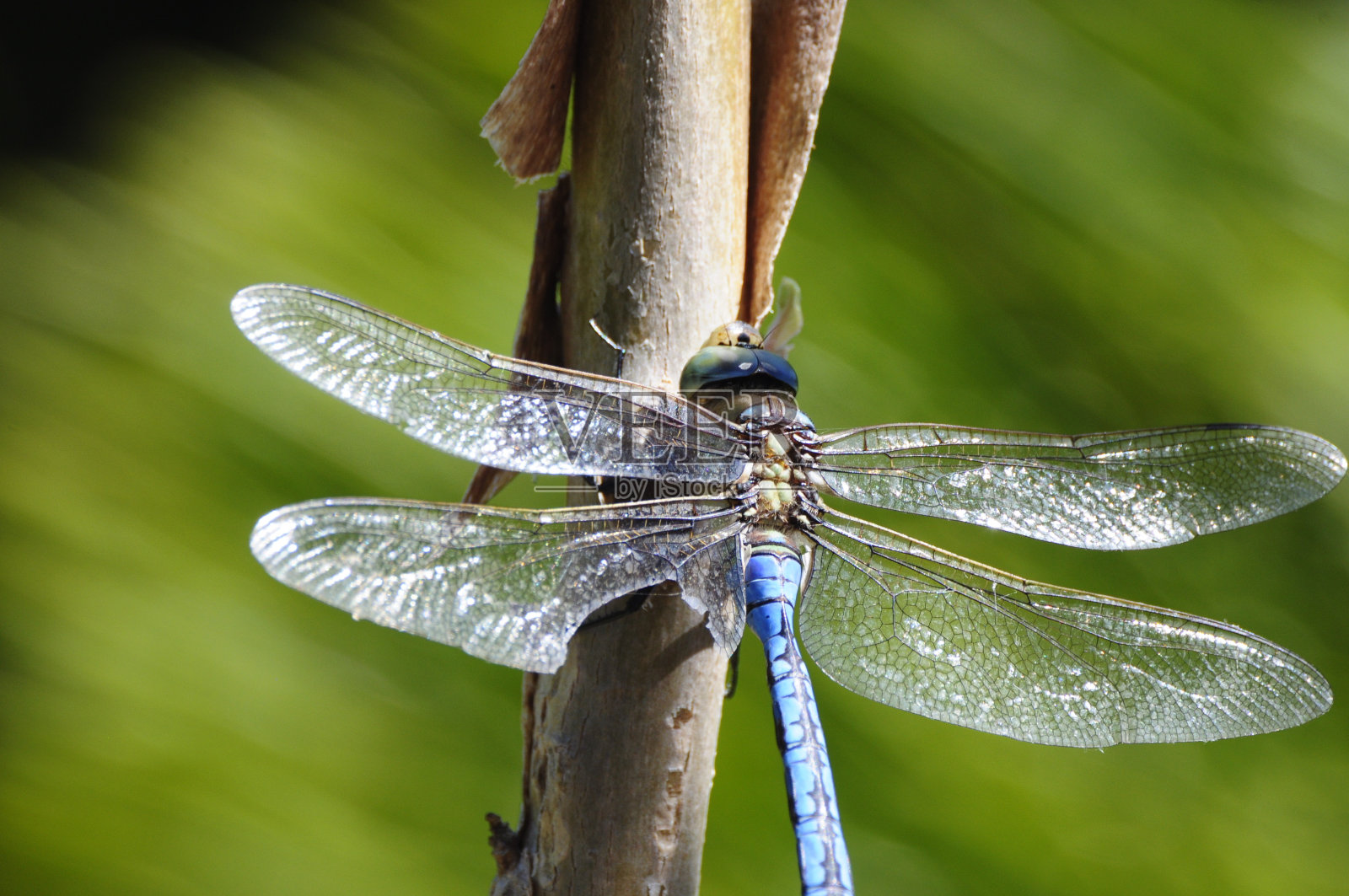 着陆蜻蜓照片摄影图片