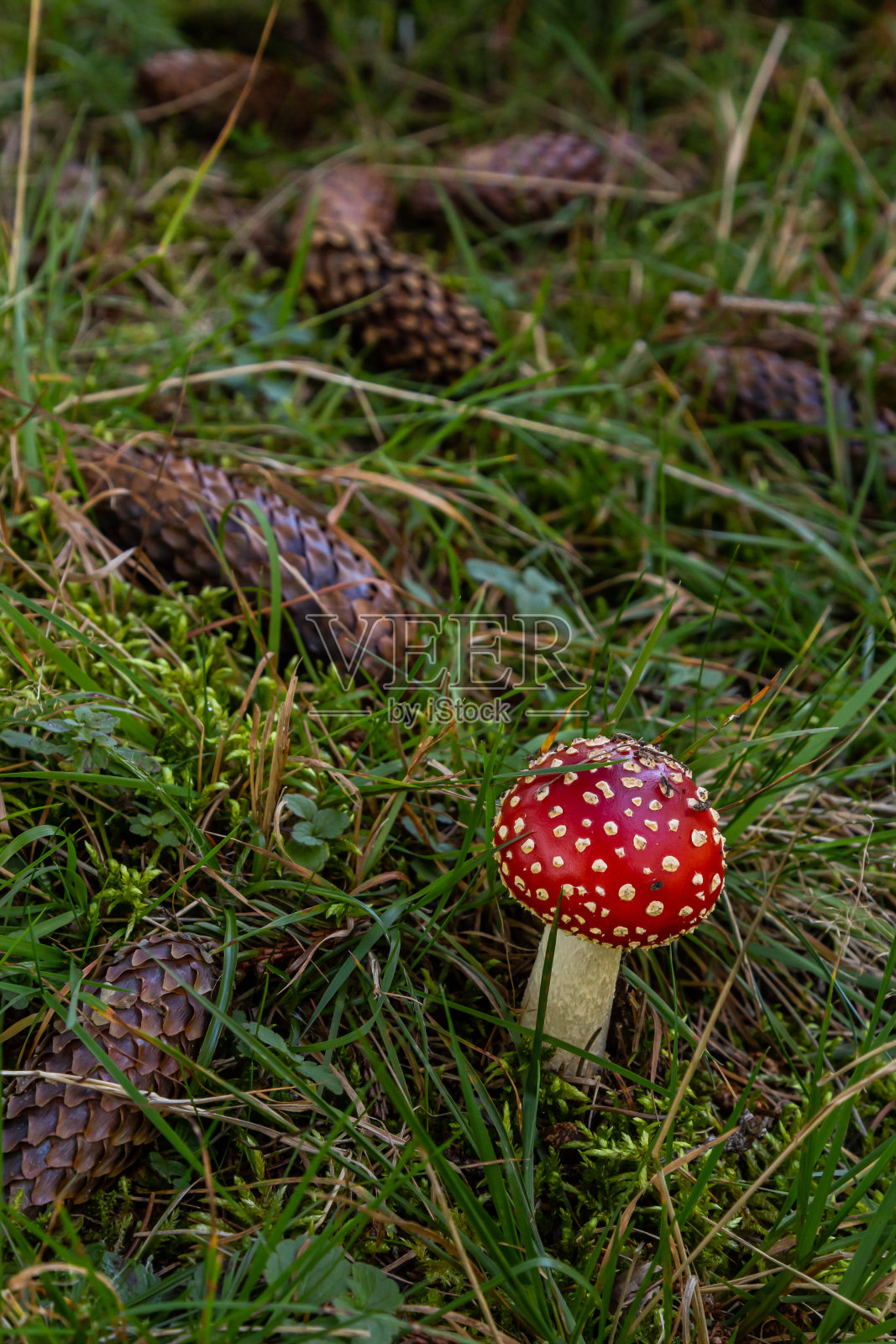 红色野生毒伞菌。一种生长在野外的红色毒伞菌照片摄影图片