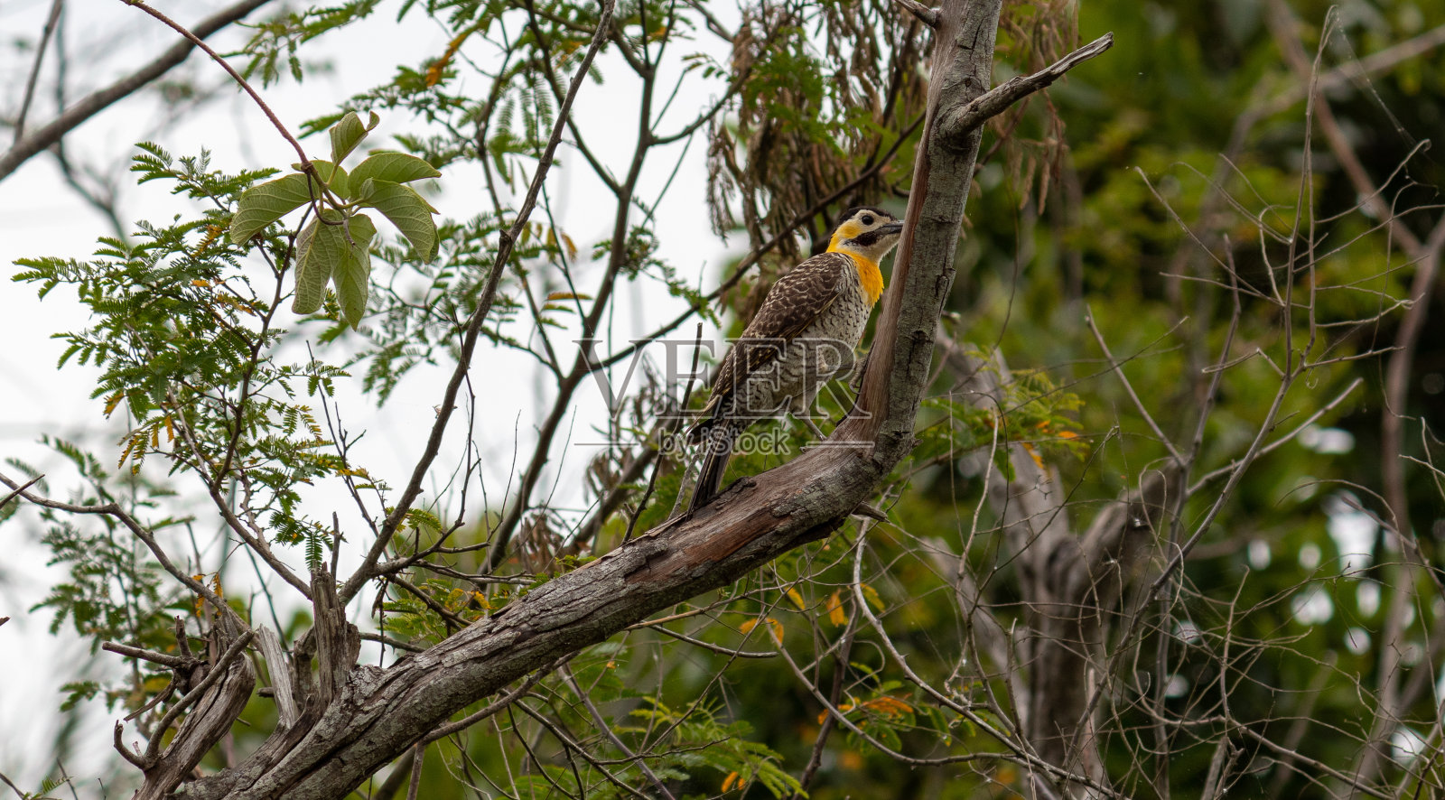 坎波闪烁的照片。照片摄影图片
