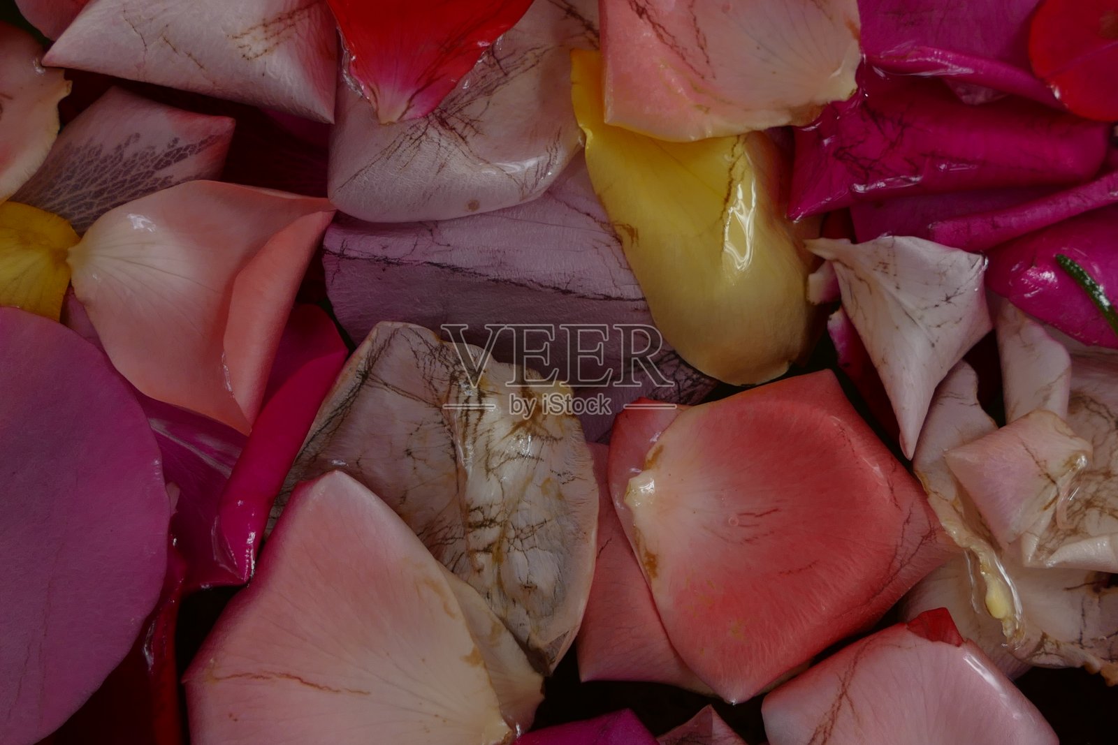 摩洛哥，水中的玫瑰花瓣照片摄影图片