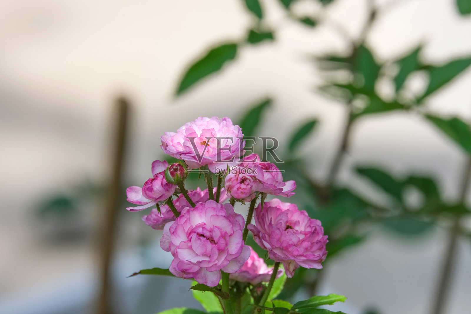 新鲜的葡萄园歌粉红玫瑰花束盛开在户外花园。芬芳的花瓣照片摄影图片