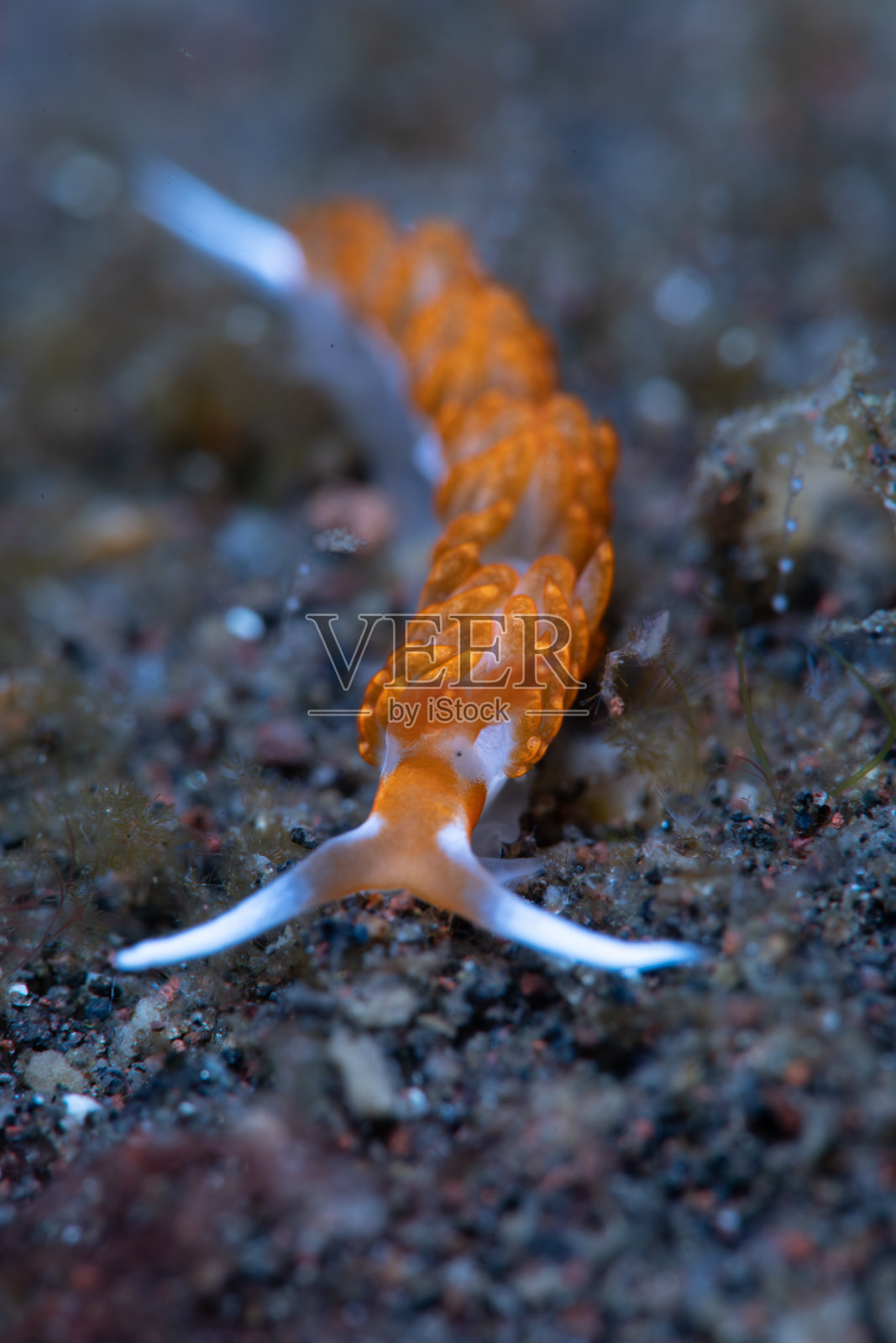 水下裸鳃海蛞蝓的近距离照片照片摄影图片