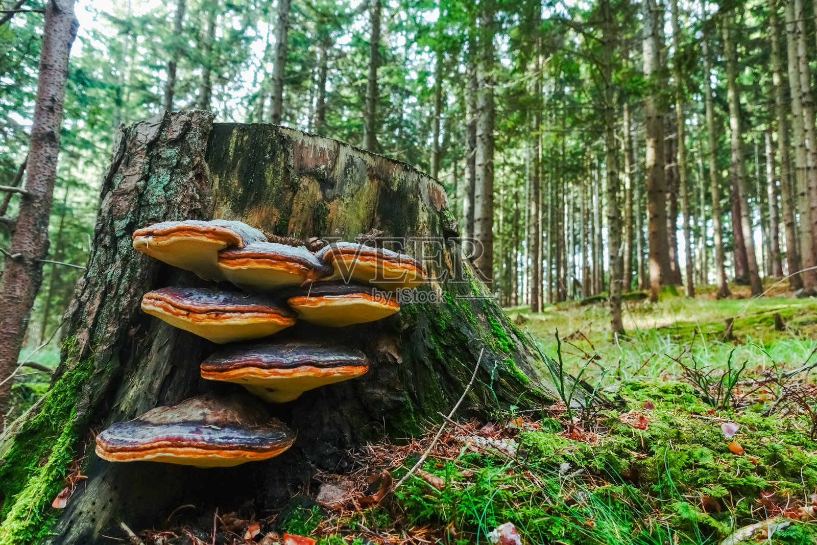 森林里树干上五颜六色的蘑菇照片摄影图片