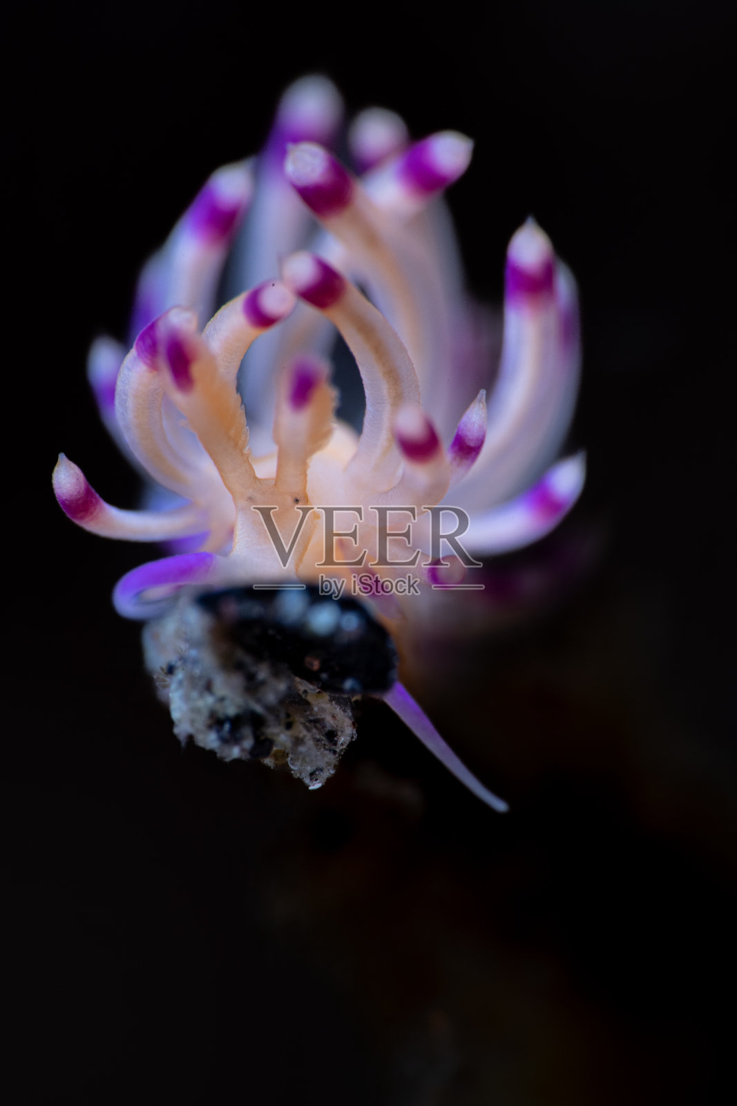 水下裸鳃海蛞蝓的近距离照片照片摄影图片