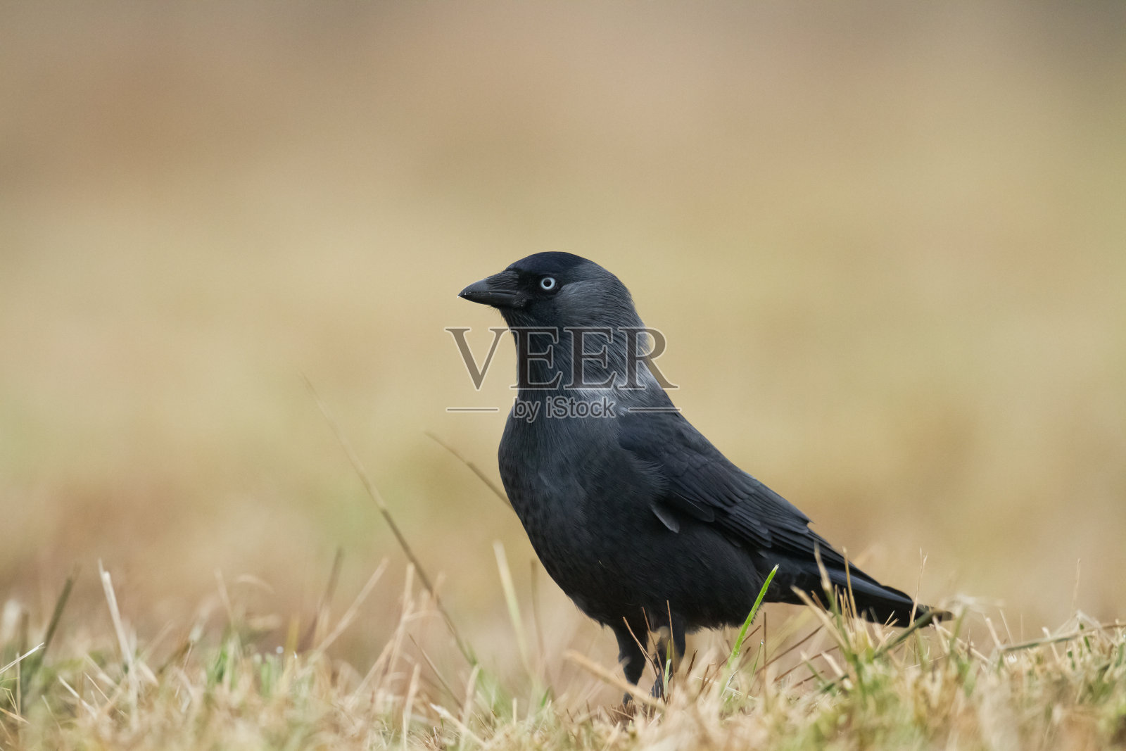 寒鸦黑鸟，野生动物波兰欧洲照片摄影图片