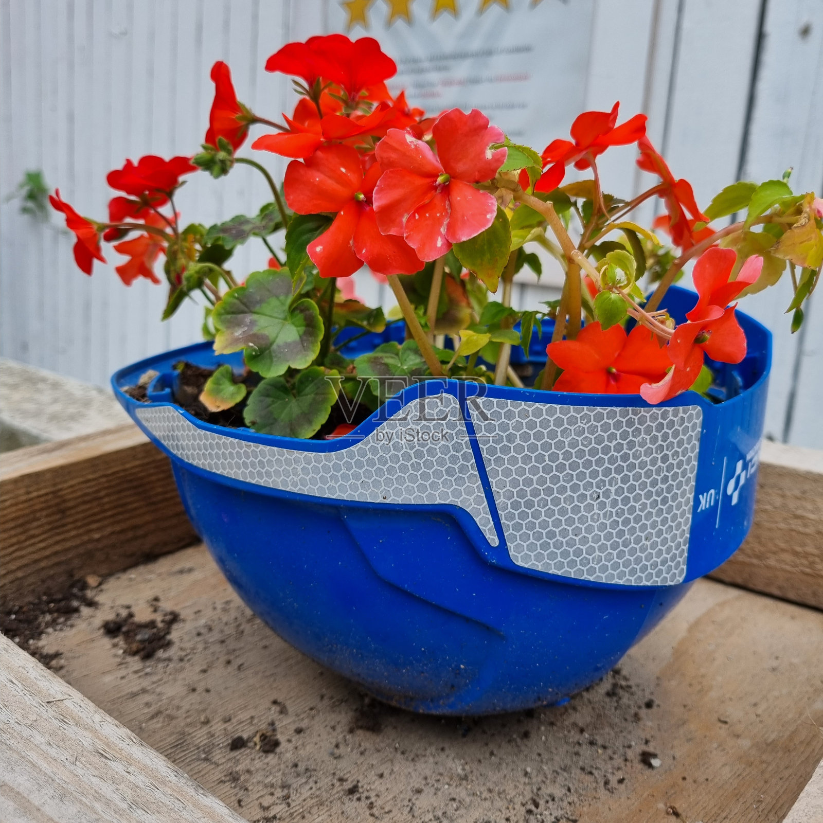 戴头盔的花照片摄影图片