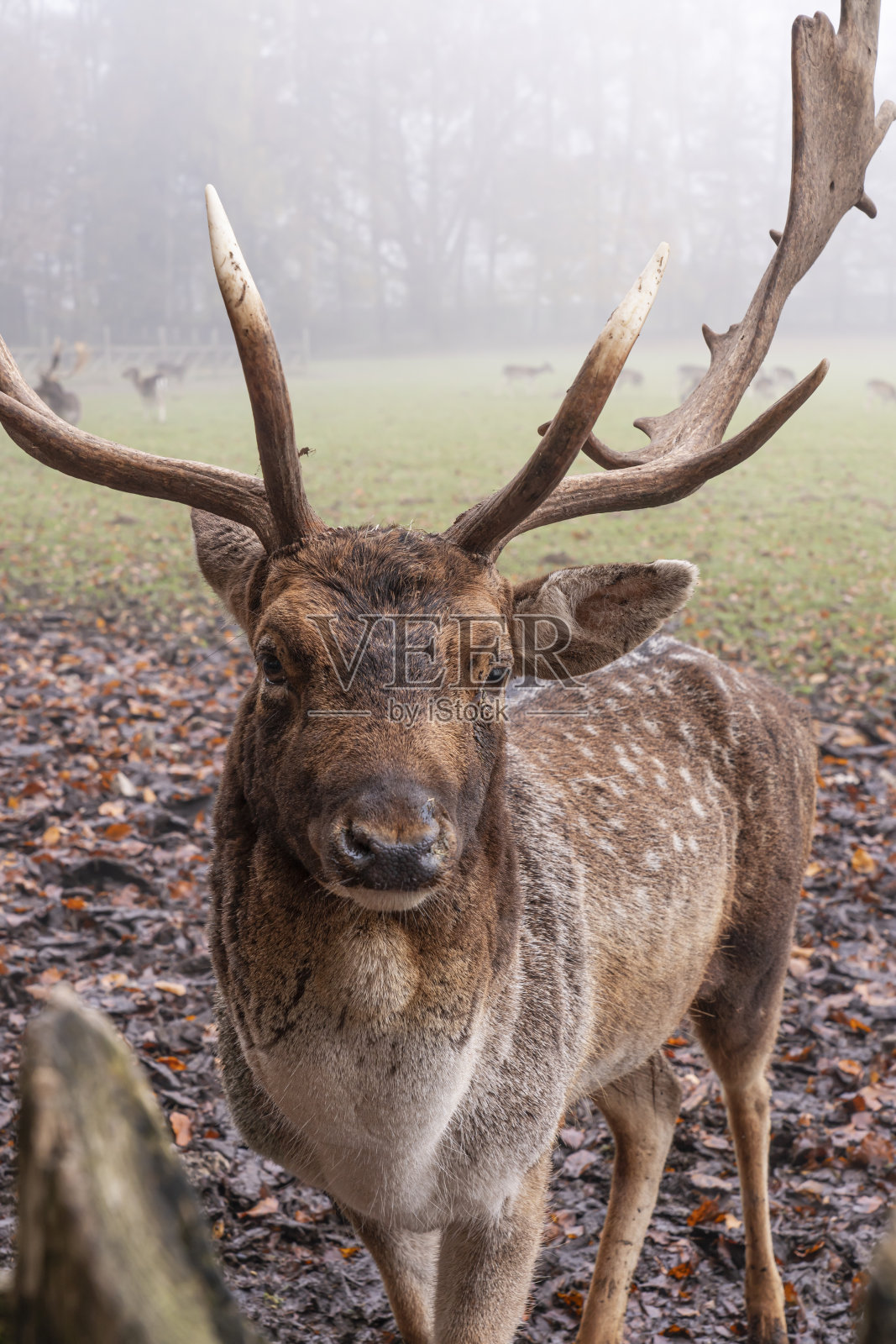 巨大的古老梅花鹿鹿角照片摄影图片