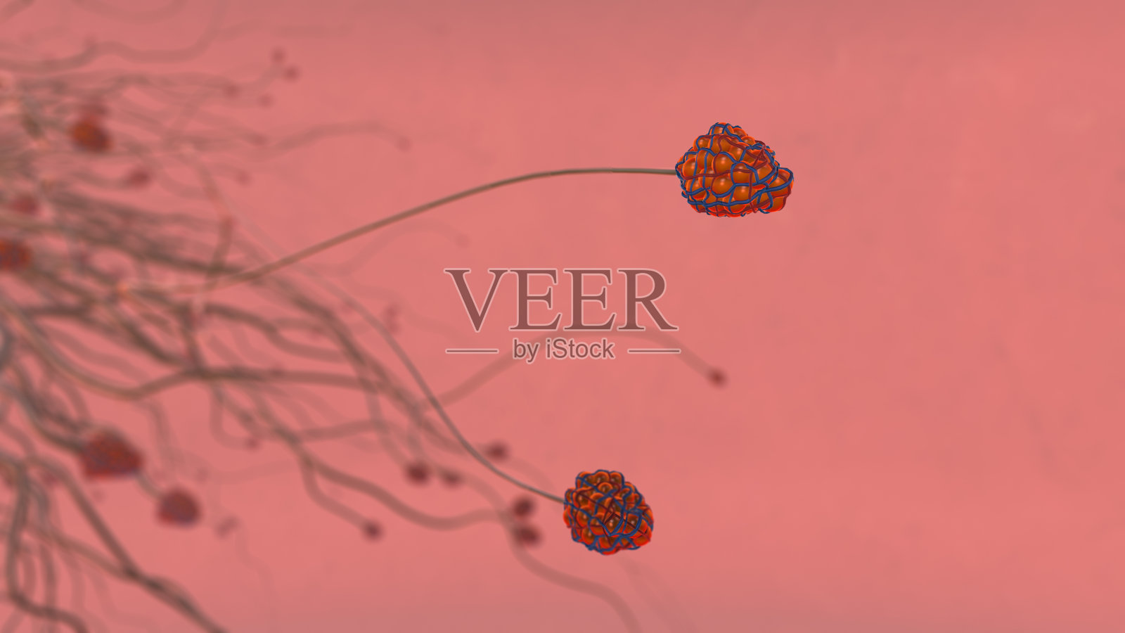 呼吸系统肺和肺泡照片摄影图片