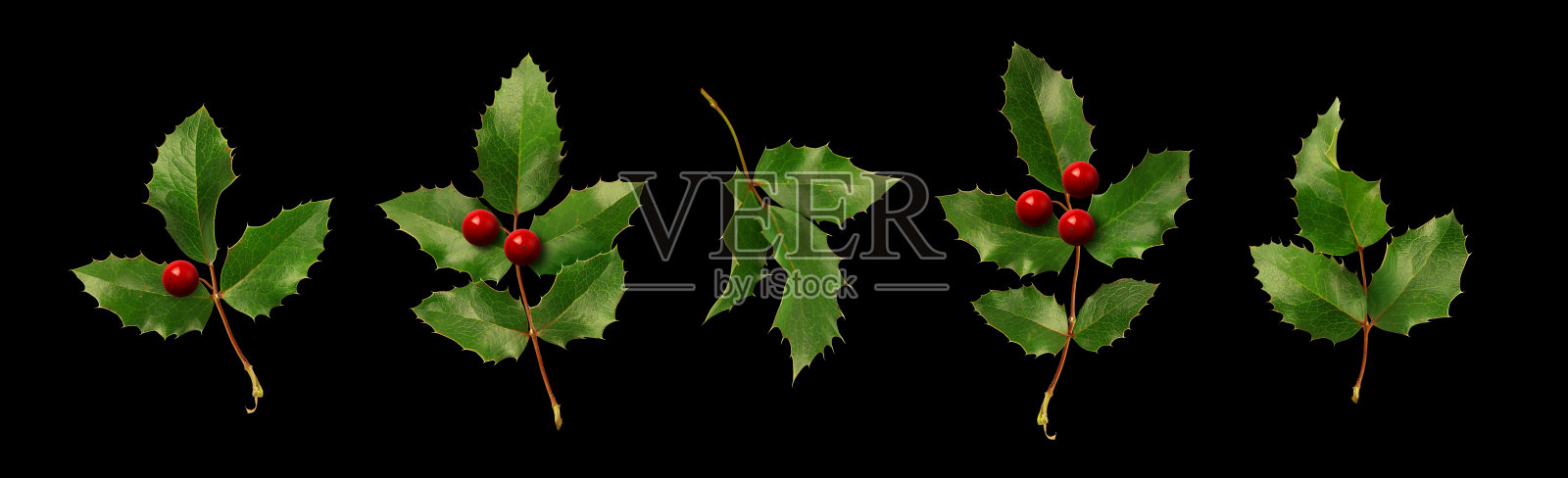 收集冬青树枝和浆果。黑色背景上的圣诞植物。照片摄影图片