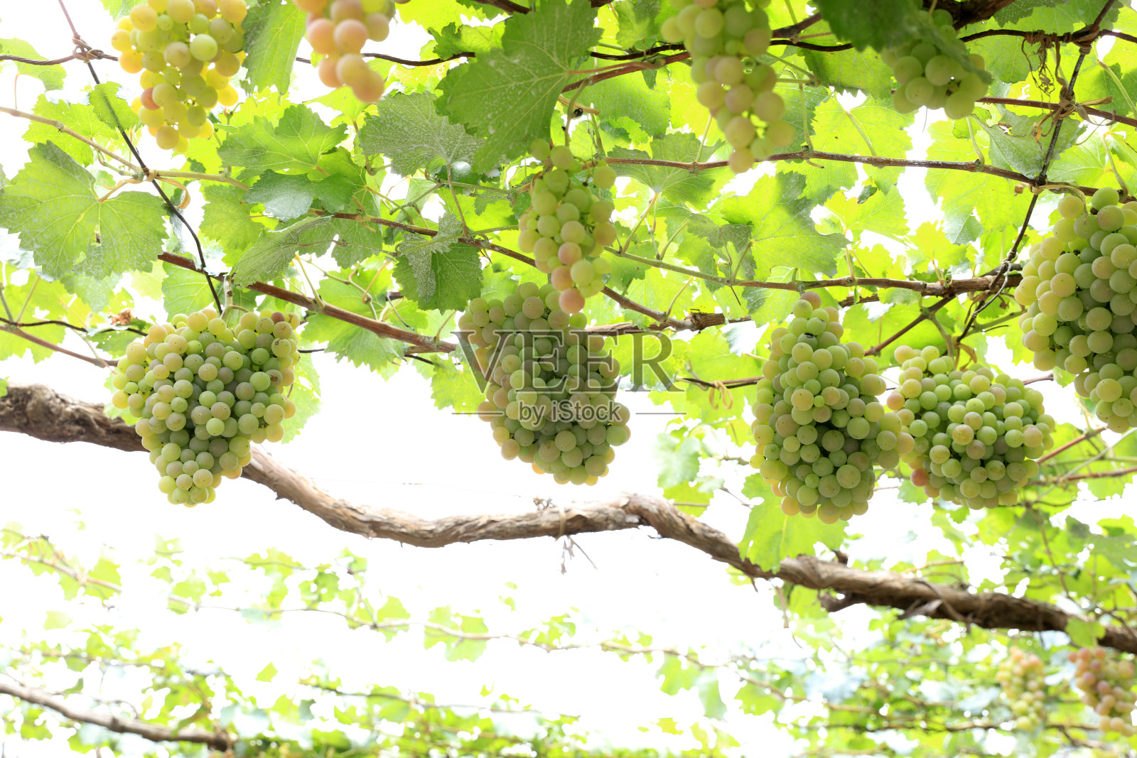 秋收时夕阳下的葡萄园。照片摄影图片