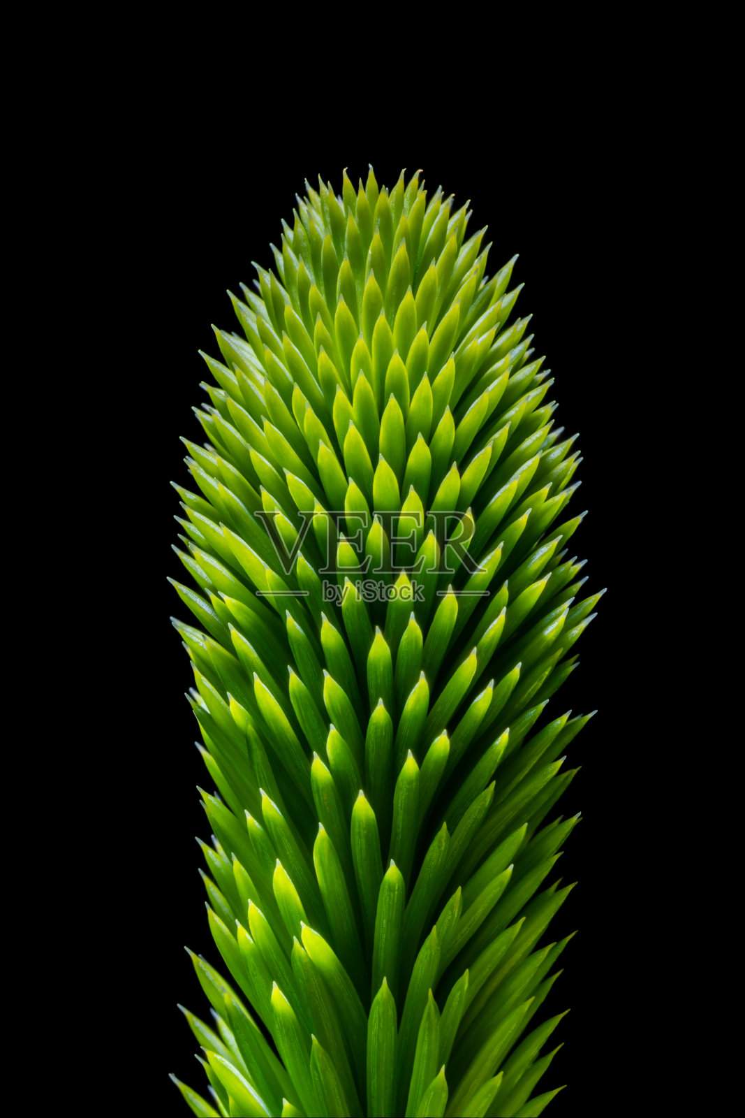 圣诞树细节研究照片摄影图片