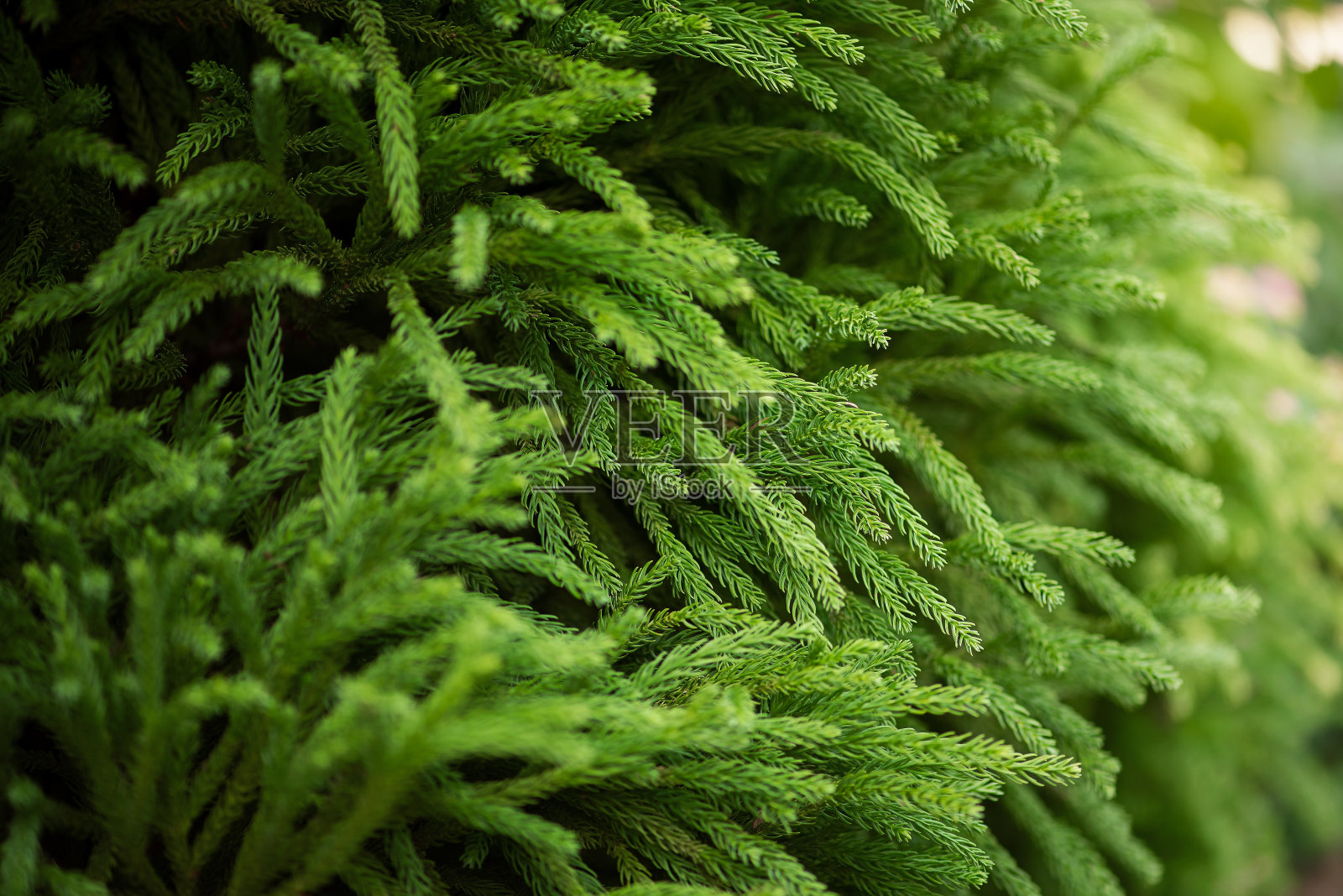 杉树树枝的抽象背景。照片摄影图片