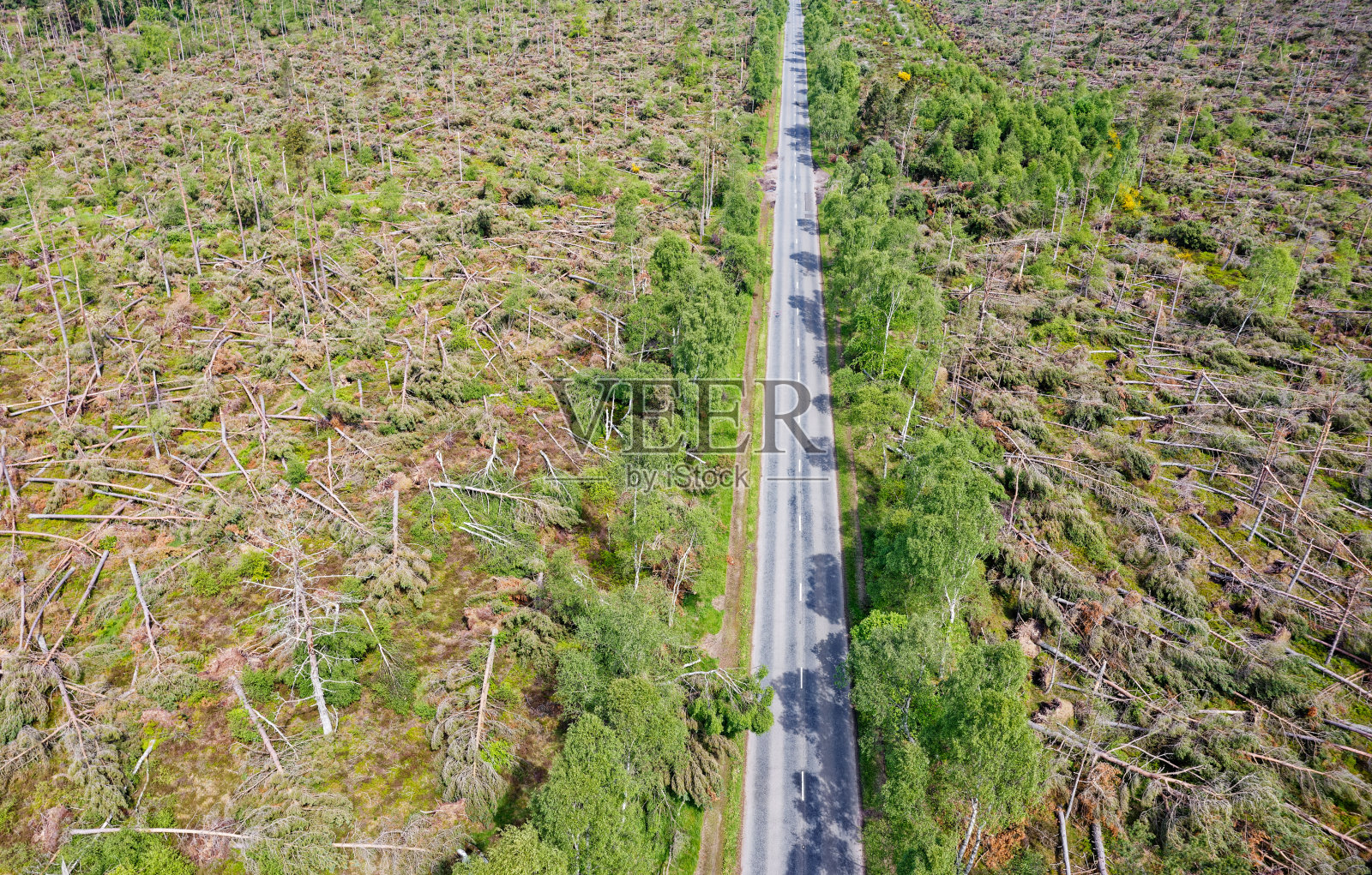 在苏格兰砍伐树木以生产生物质燃料照片摄影图片