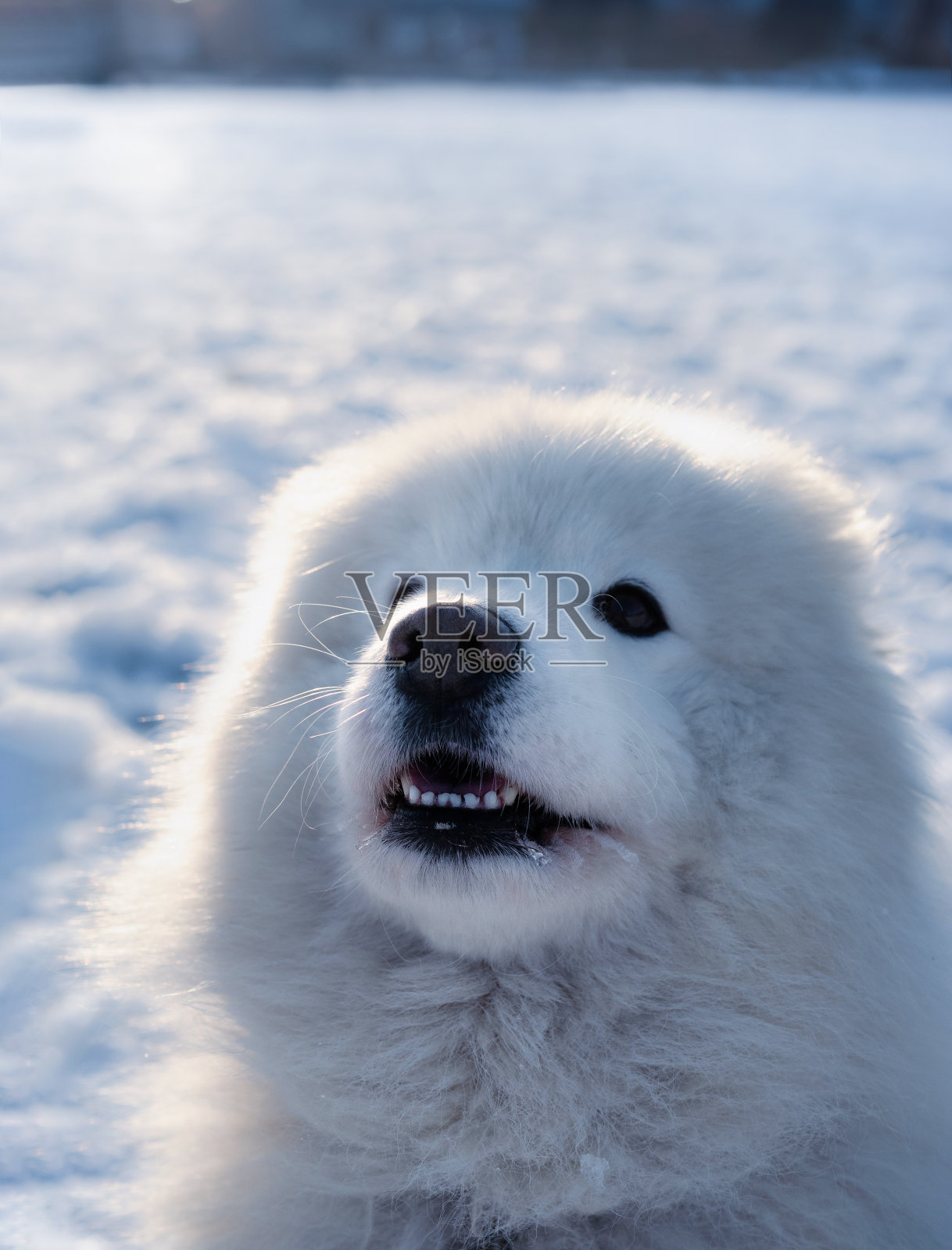 萨摩耶犬与雪背景看着相机。照片摄影图片