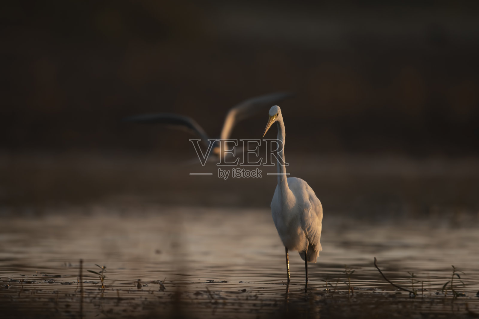 晨光下的大白鹭照片摄影图片