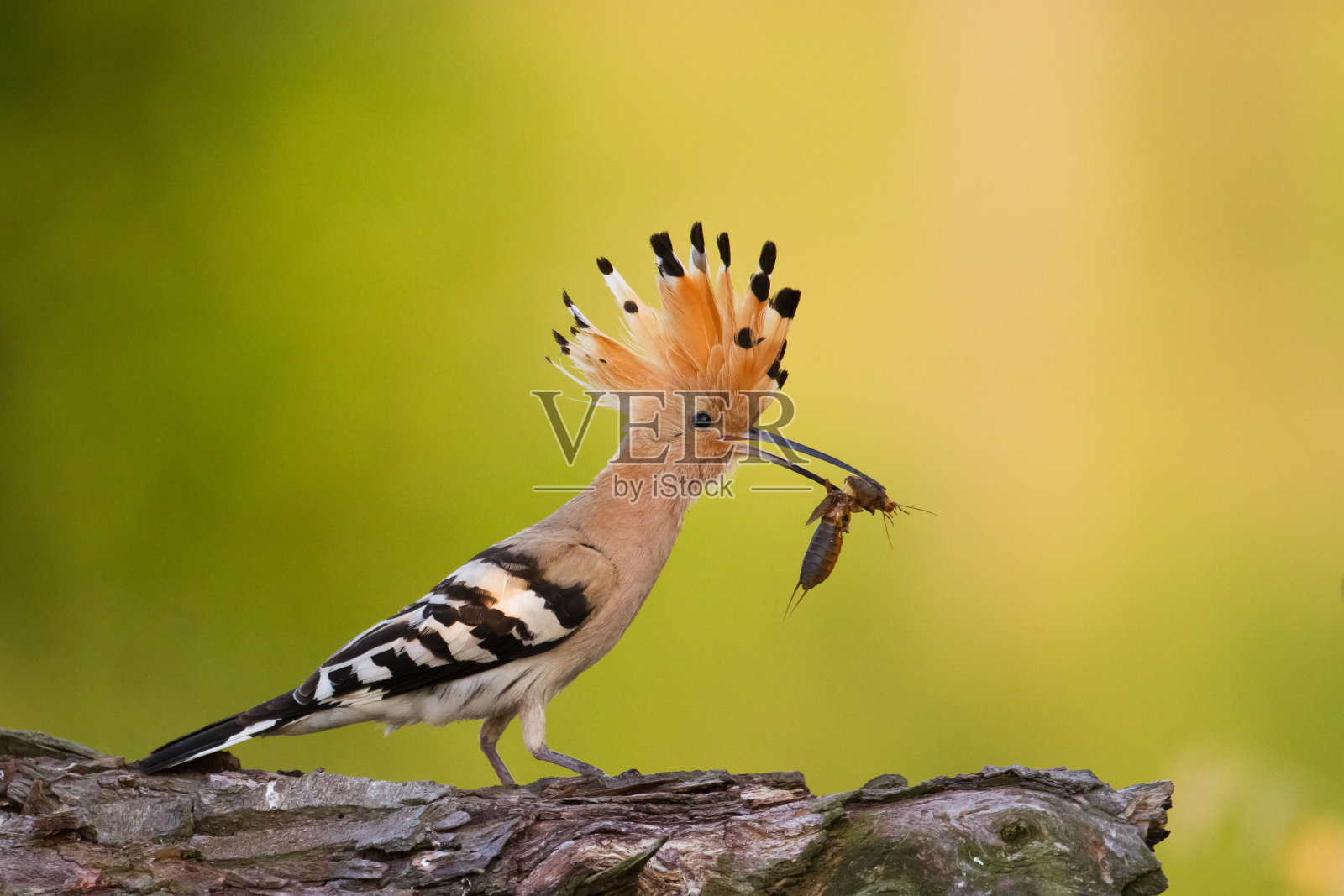 鸟-乌普帕波普夏天在波兰欧洲，鸟在绿色草地照片摄影图片