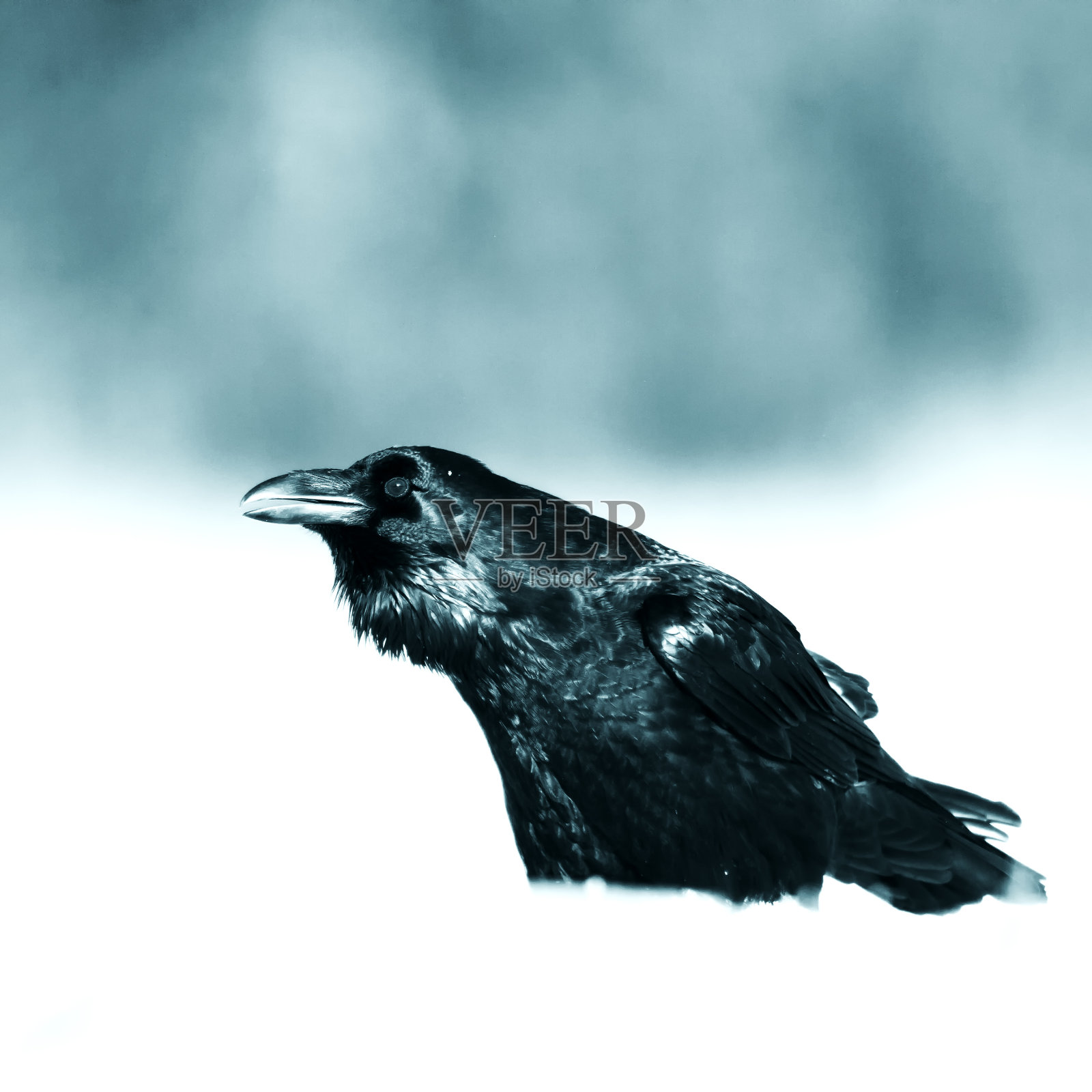 美丽的乌鸦乌鸦鸬鹚波兰北部欧洲，飞翔的鸟，黑暗的过滤器-万圣节照片摄影图片