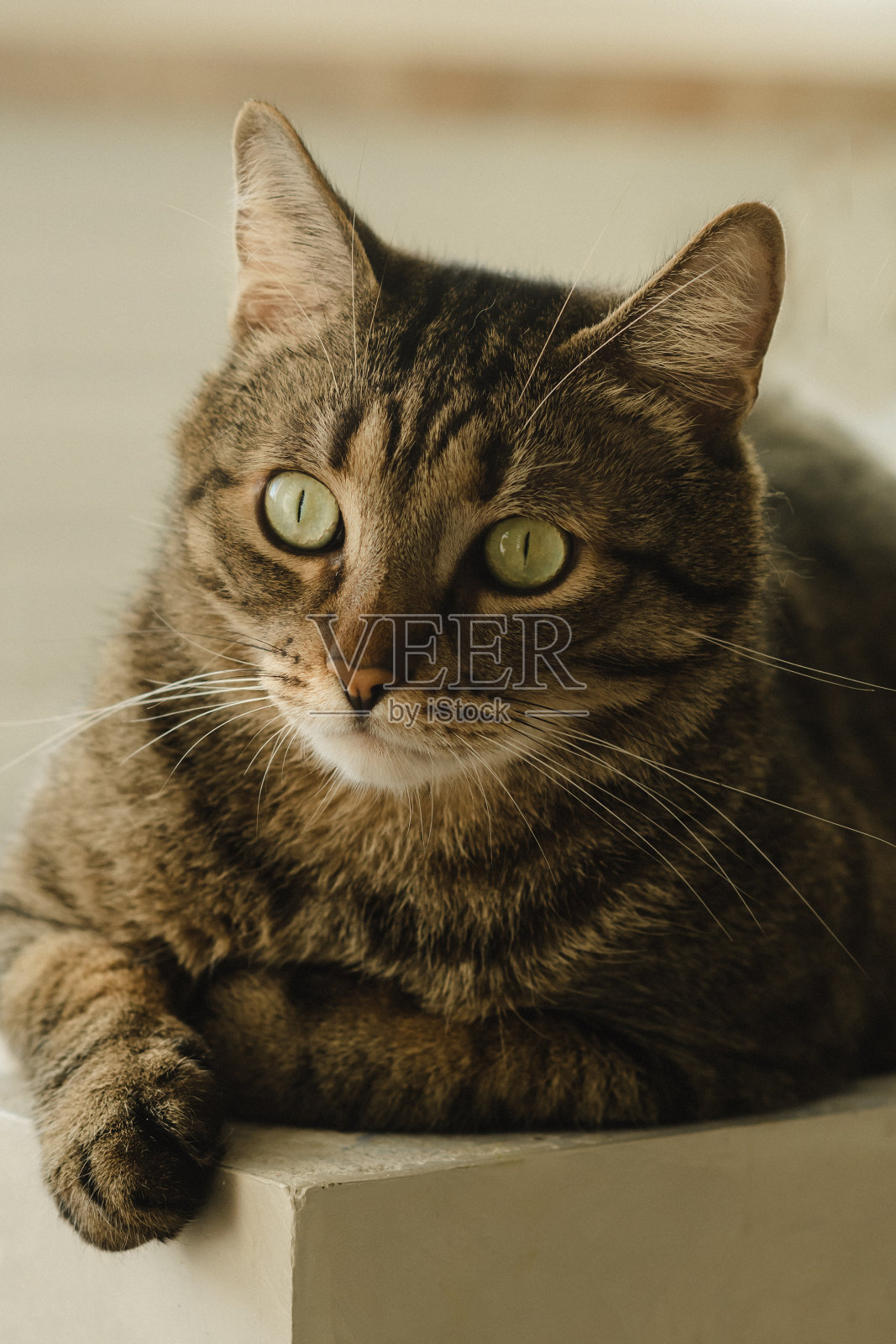 一个美丽的猫的肖像与绿色的眼睛。垂直图照片摄影图片