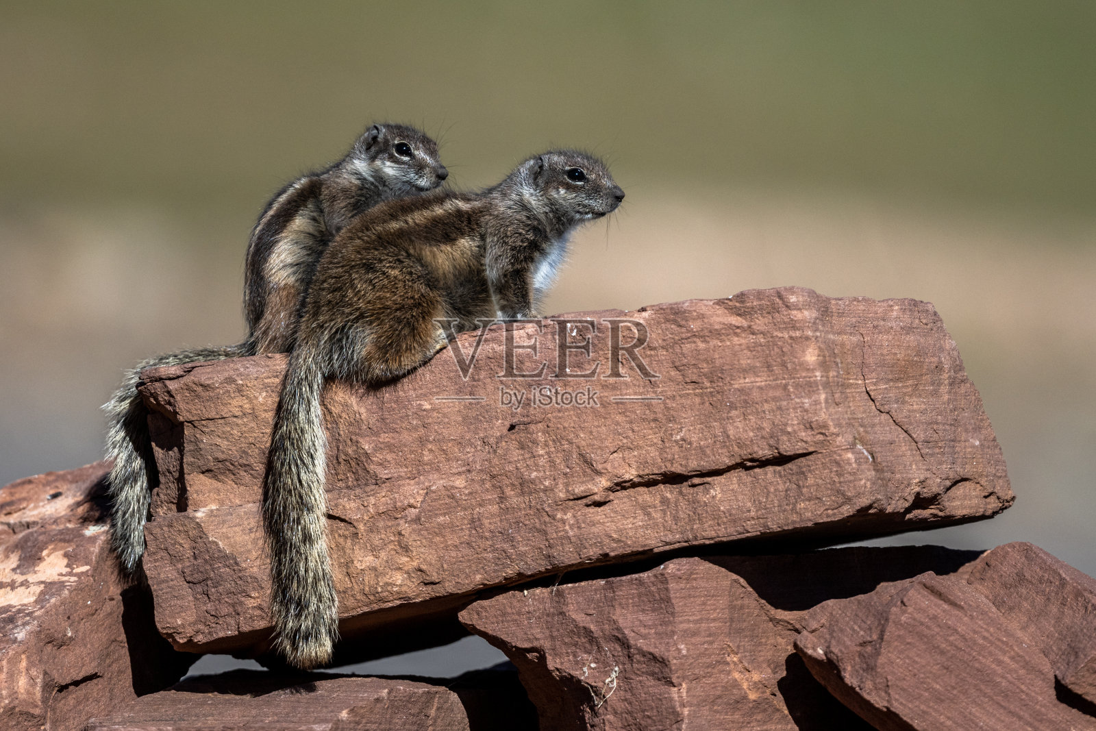 巴巴里地松鼠，大西洋鼠，阿特拉斯山脉，摩洛哥。照片摄影图片