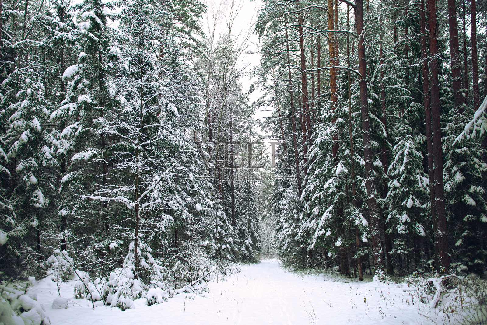 松树和第一次覆盖在霜冻天的雪。美丽的冬季全景。寒假的气氛。冬季旅游目的地广告。室内海报。本空间照片摄影图片