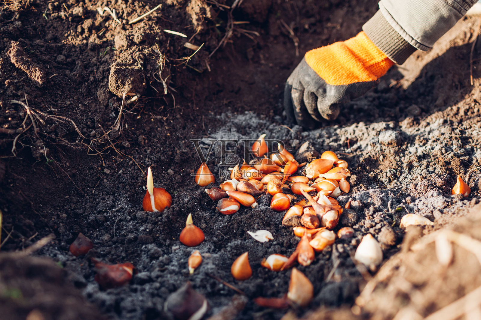 郁金香球茎秋季种植。园丁把球茎种在有灰的土壤里。秋季园艺工作照片摄影图片