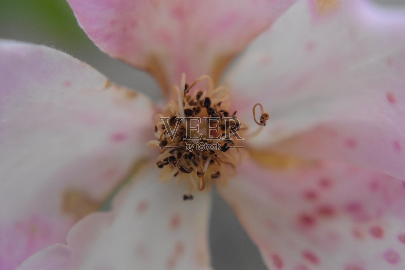 鲜花照片摄影图片