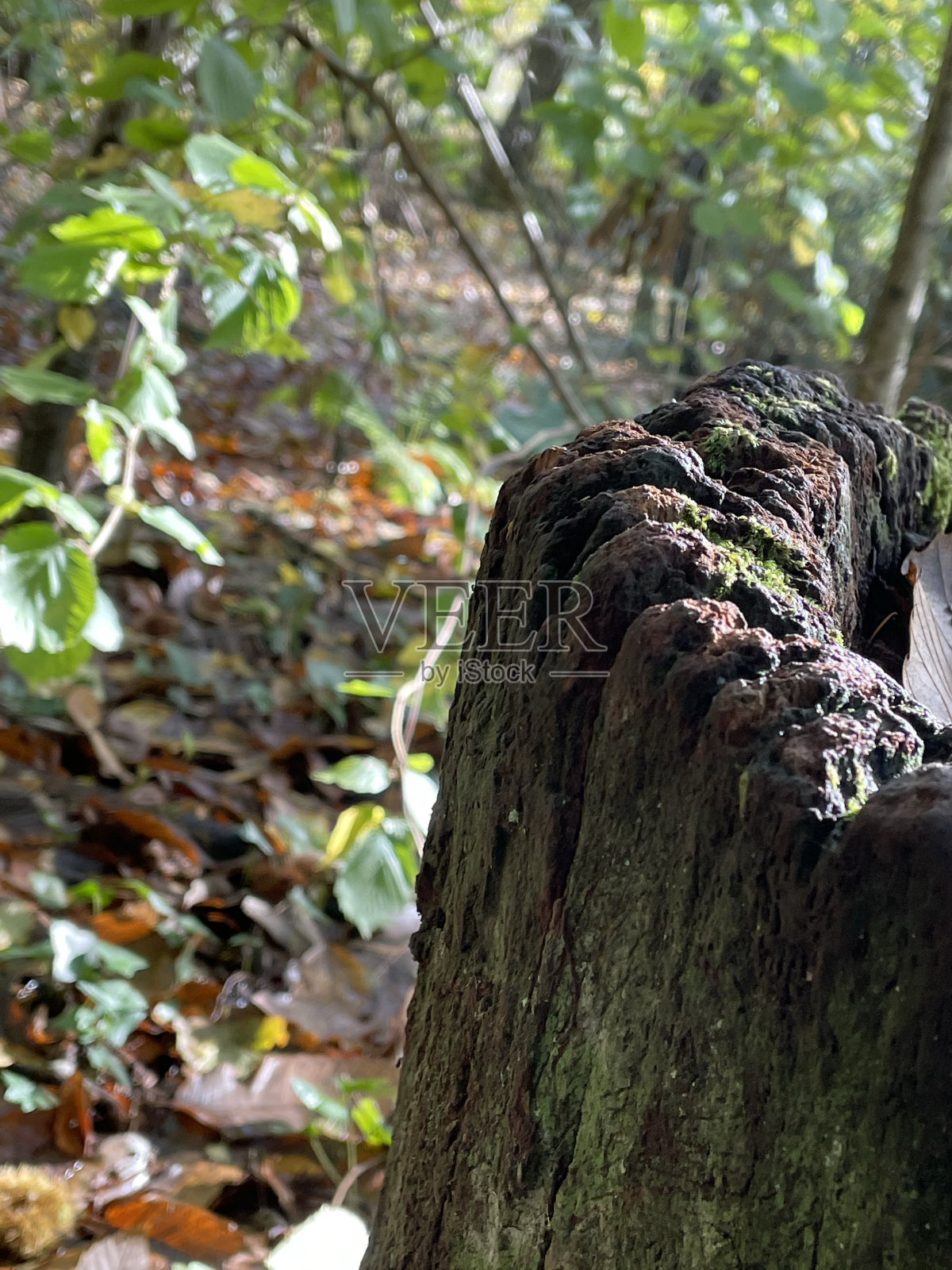 长满苔藓的树桩照片摄影图片