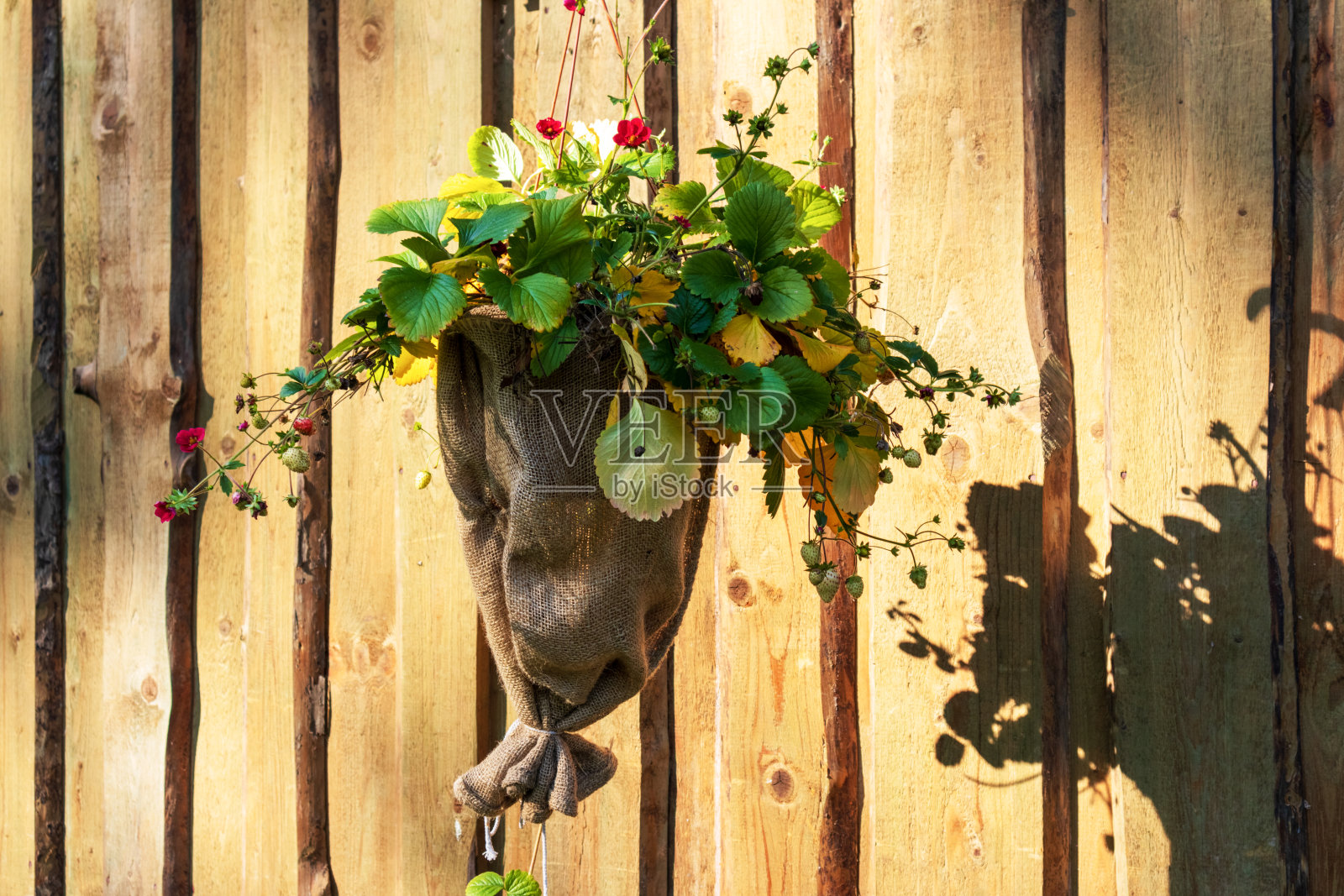 有黄色花朵的装饰性花盆照片摄影图片